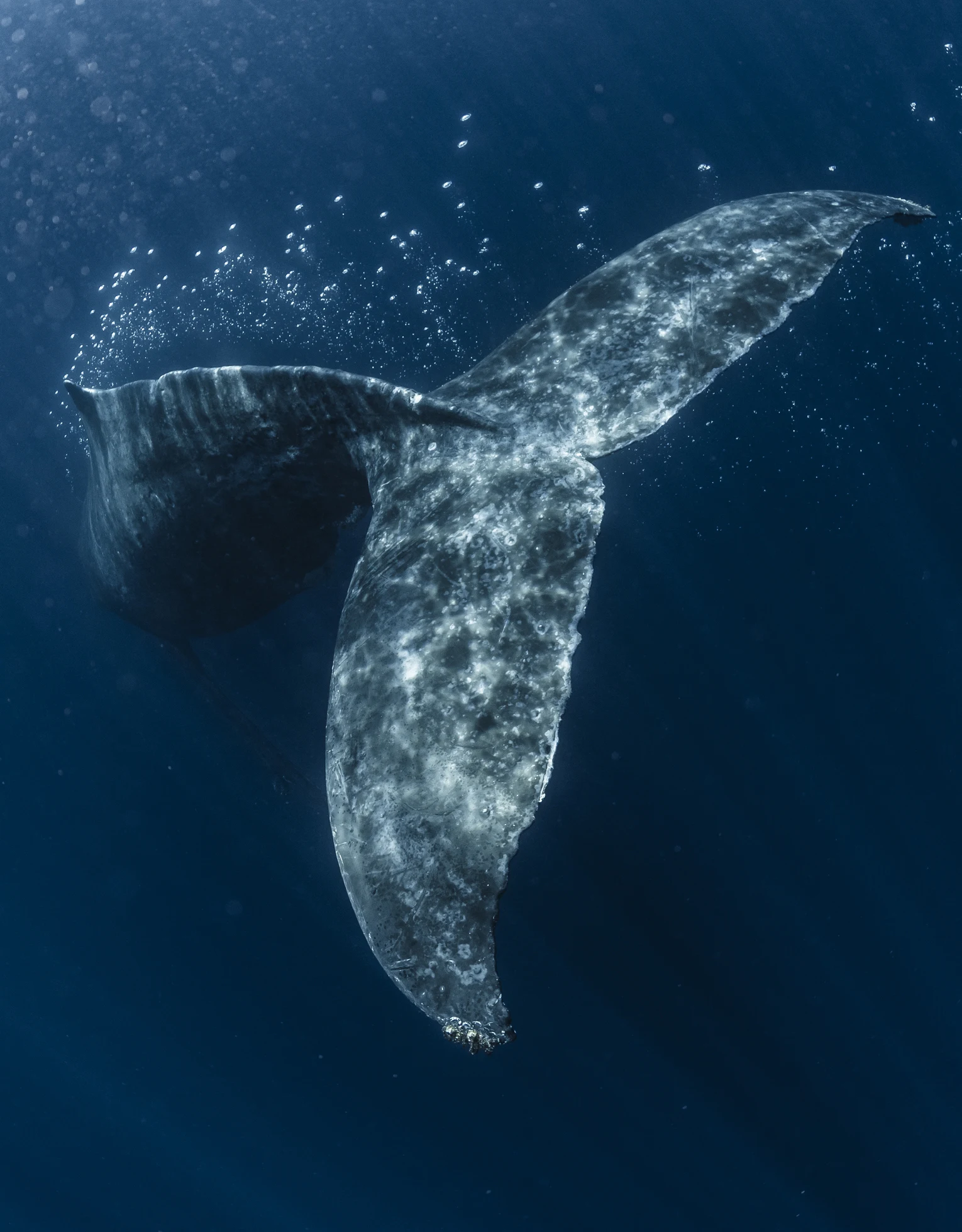 Las bellas imágenes de las ballenas que se acercan a la costa mediterránea de España
