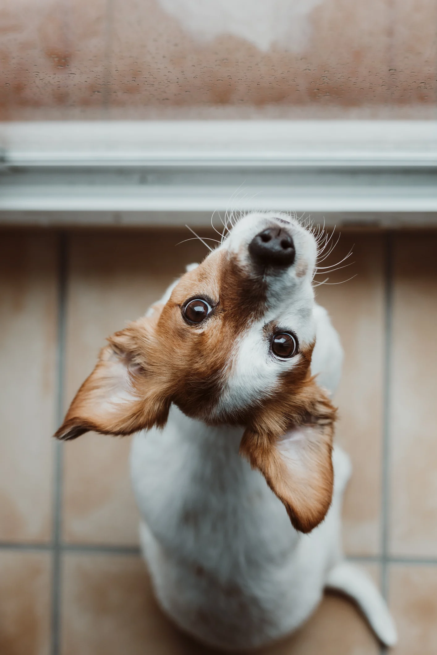 犬の飼い主向けサブスクが話題…獣医師が24時間電話相談、飼い主死亡後の犬の終生飼養