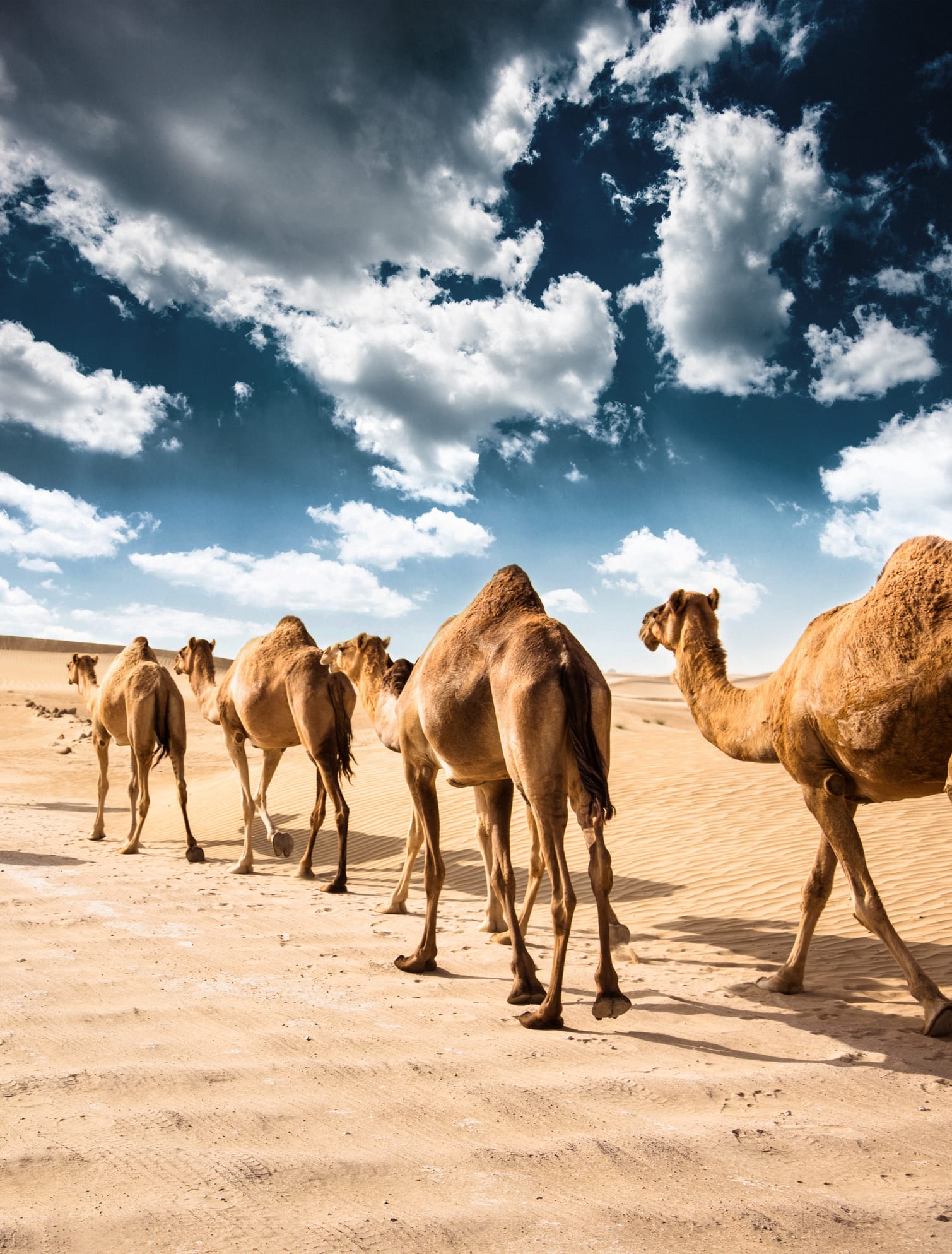 ماذا يحدث لجسمك عند تناول لحم الجمل ؟