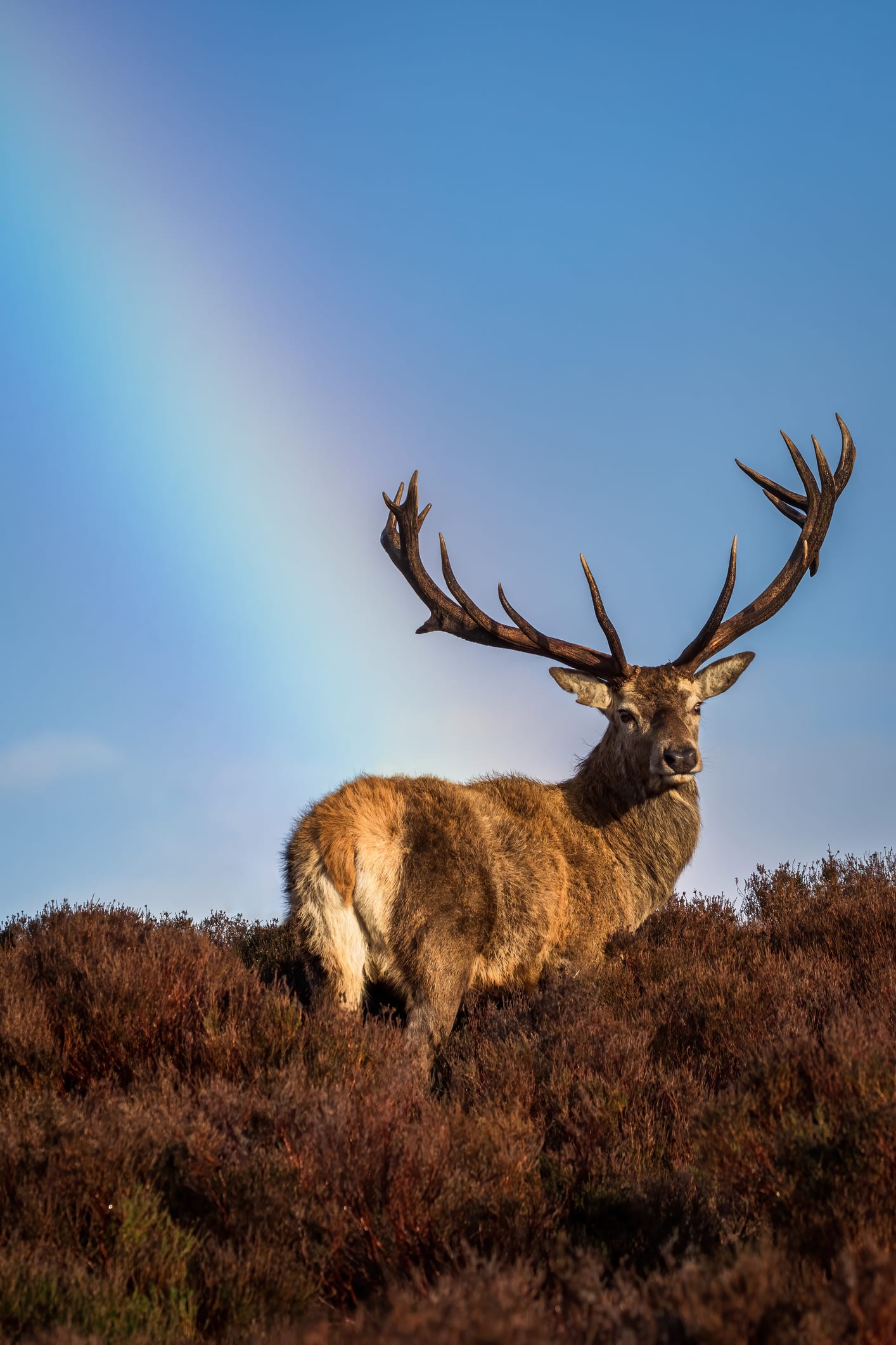 Wild life of man who went to live the with deer