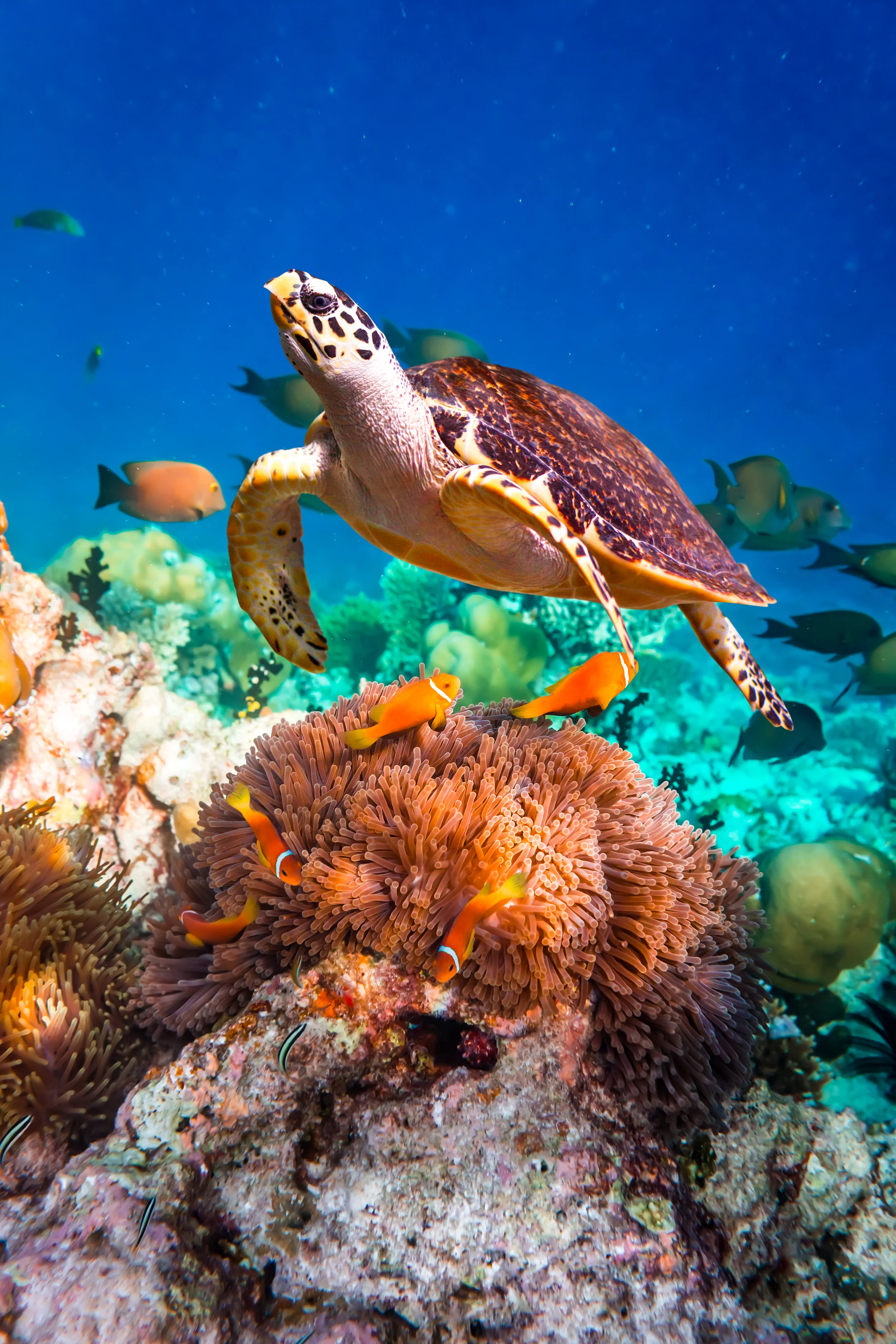 11 extraordinary underwater photographs that bring the depths to you