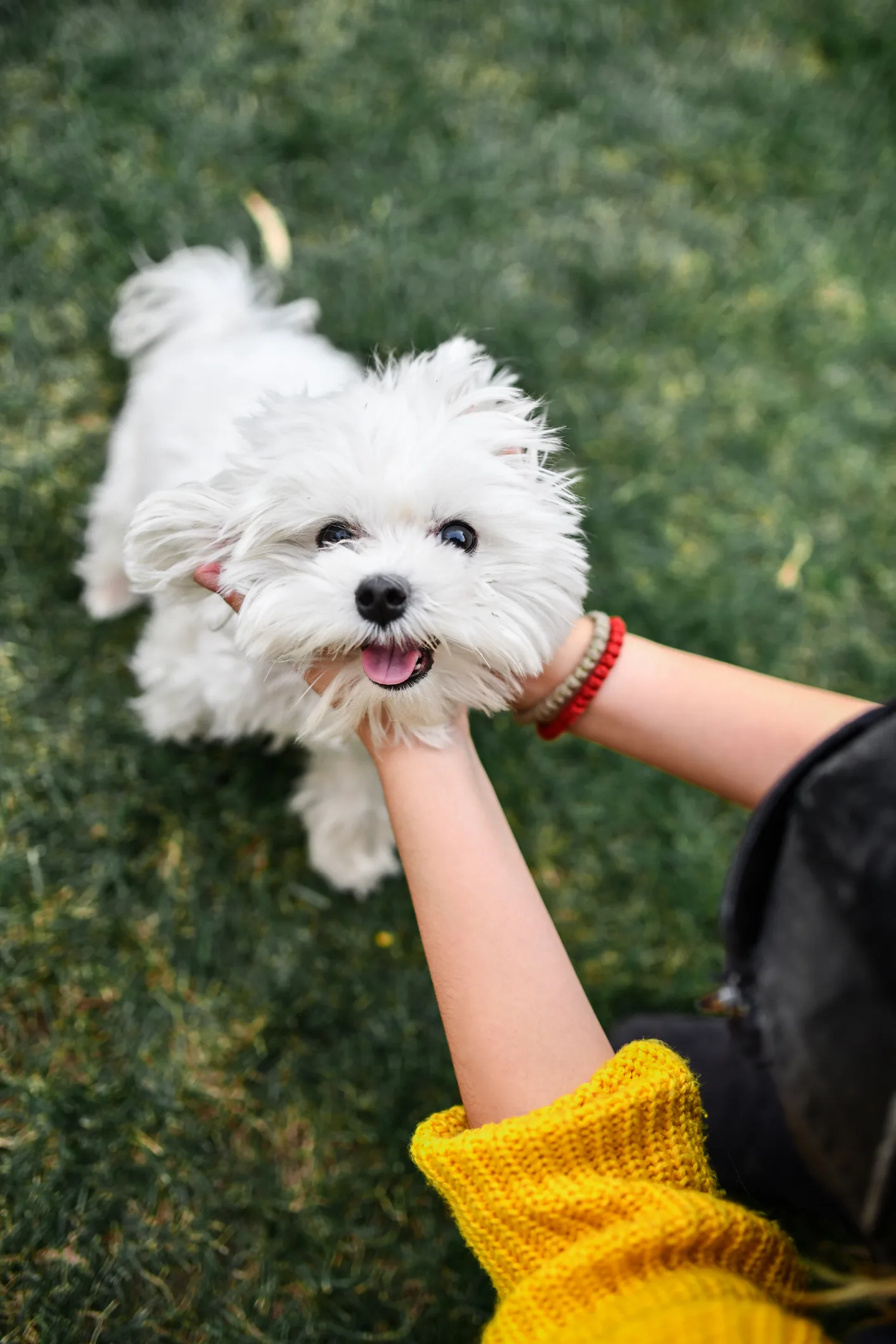土屋太鳳、家族が集まれるのは愛犬のおかげ　土屋家をつなぐトイプードル