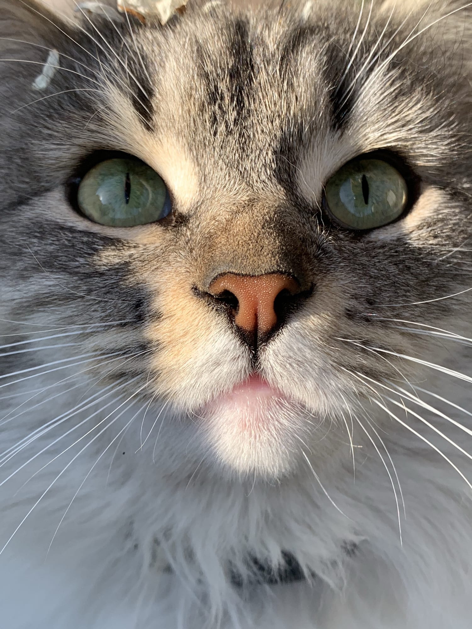 Gatto Siberiano: quanto costa, come prendersene cura, perché è speciale