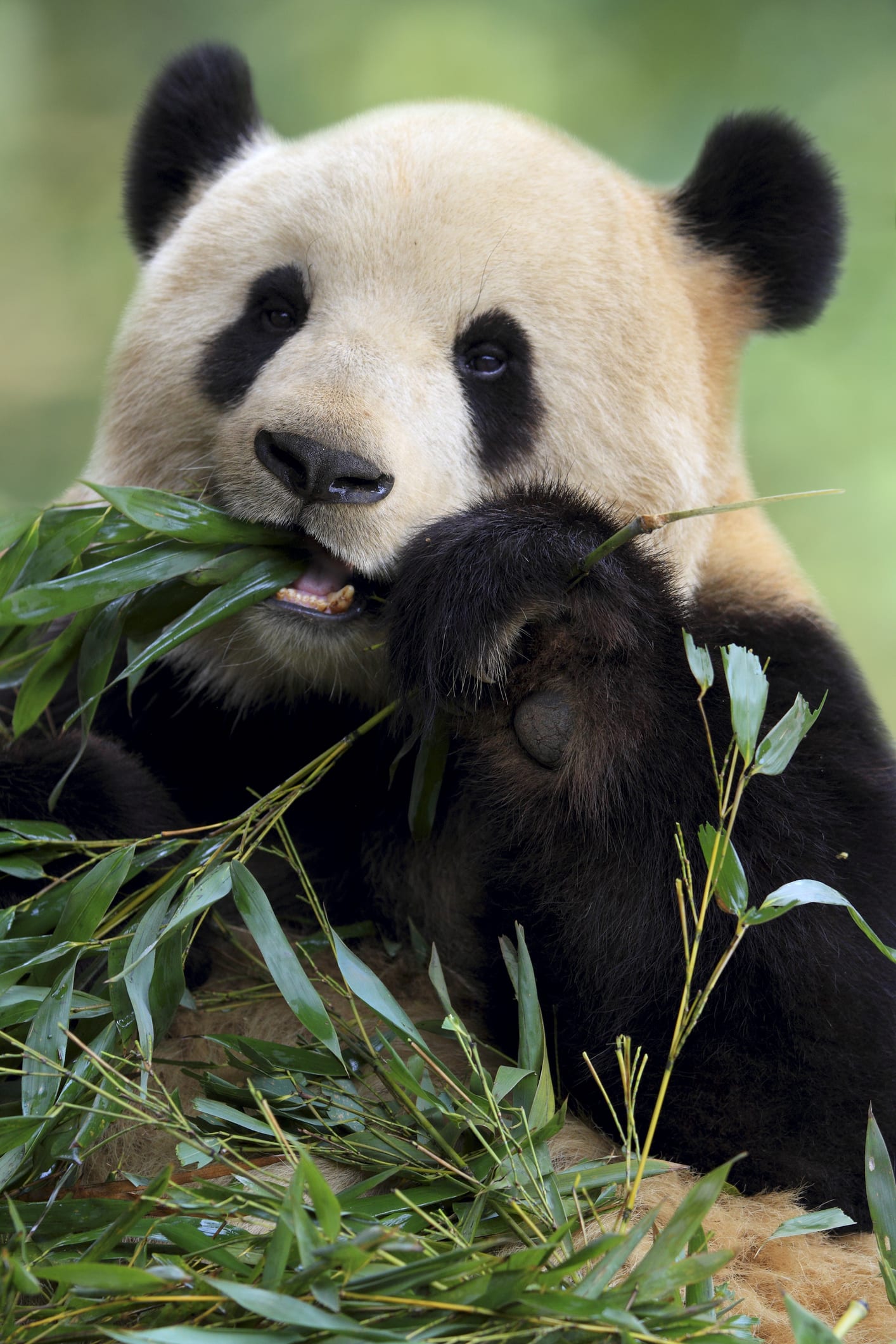 Por que os ursos pandas são 'fofinhos' mesmo comendo bambus?