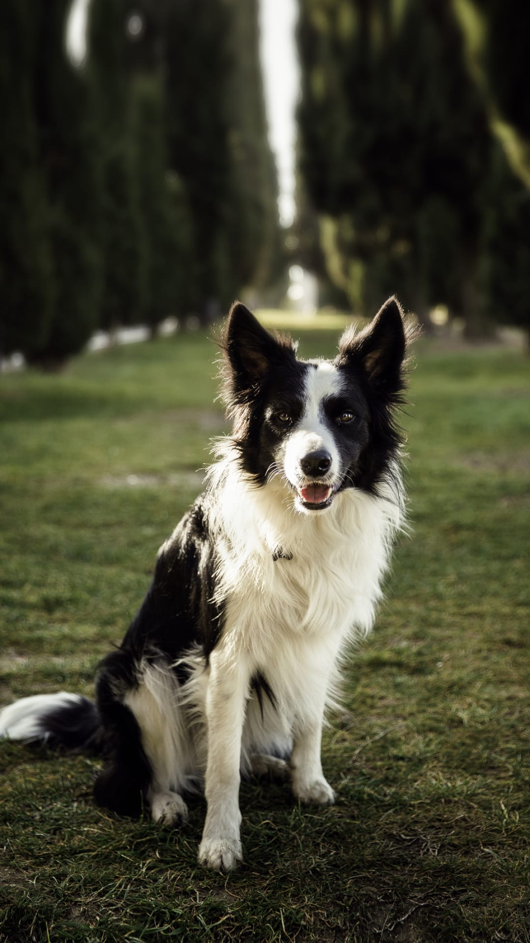 Perros Border Collie: precios, fotos, criaderos y características