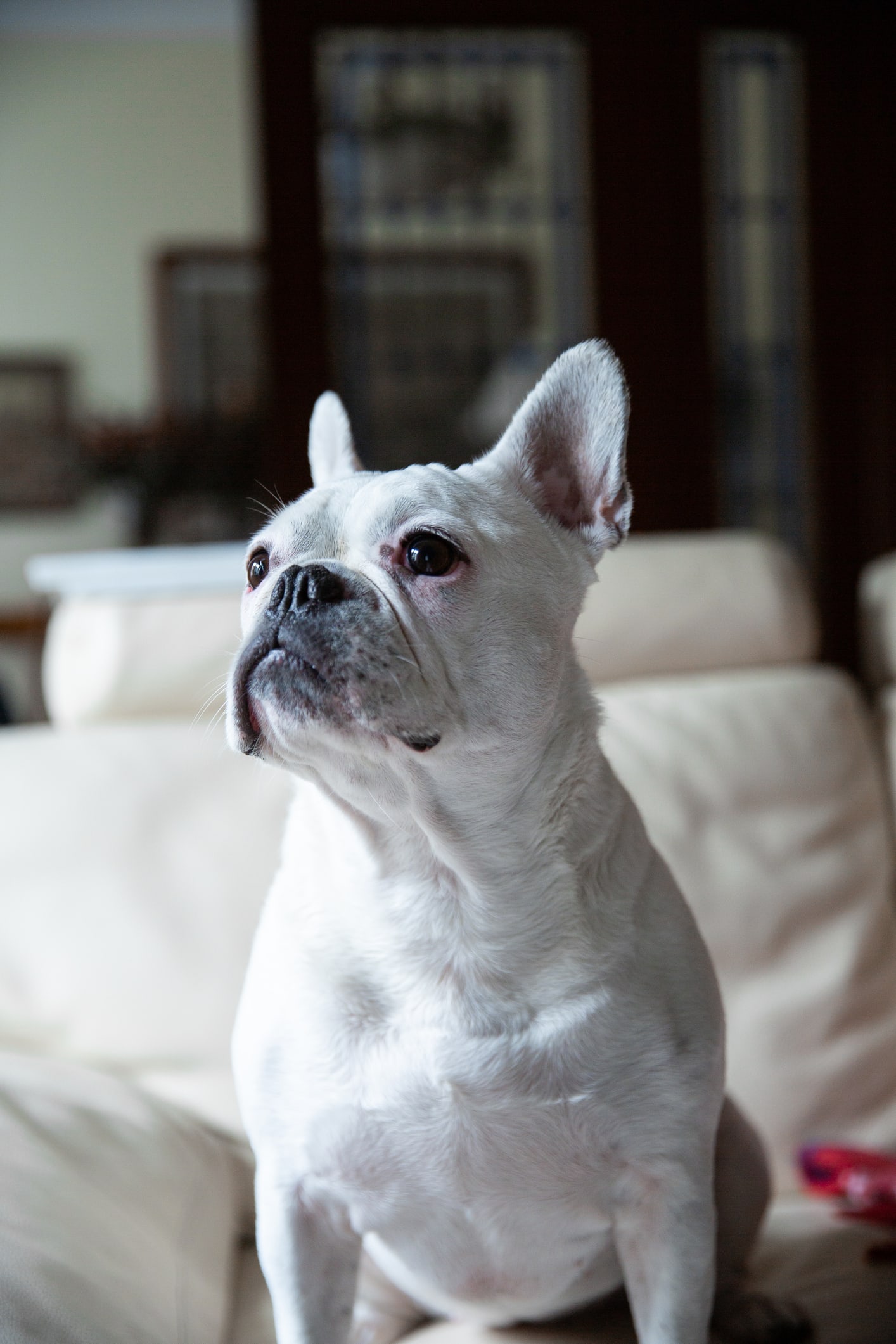 หมาชื่อซ้ำกัน 2 ชื่อ ดราม่าเบา ๆ สาวถูกขอเปลี่ยนชื่อสุนัขใหม่ ชี้วงการหมาพันธุ์นี้แคบ ไม่อยากซ้ำใคร