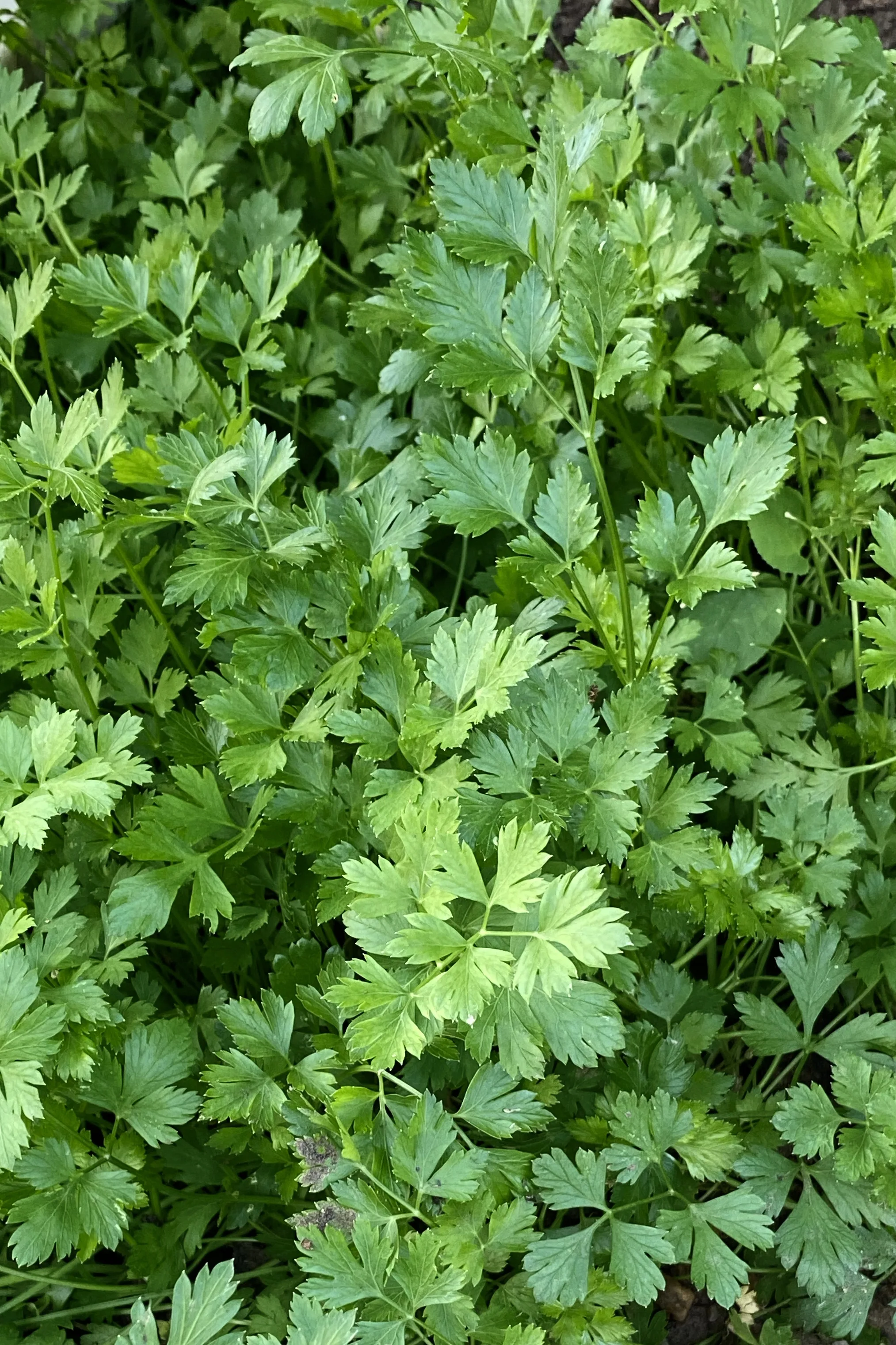 فوائد البقدونس للكلى