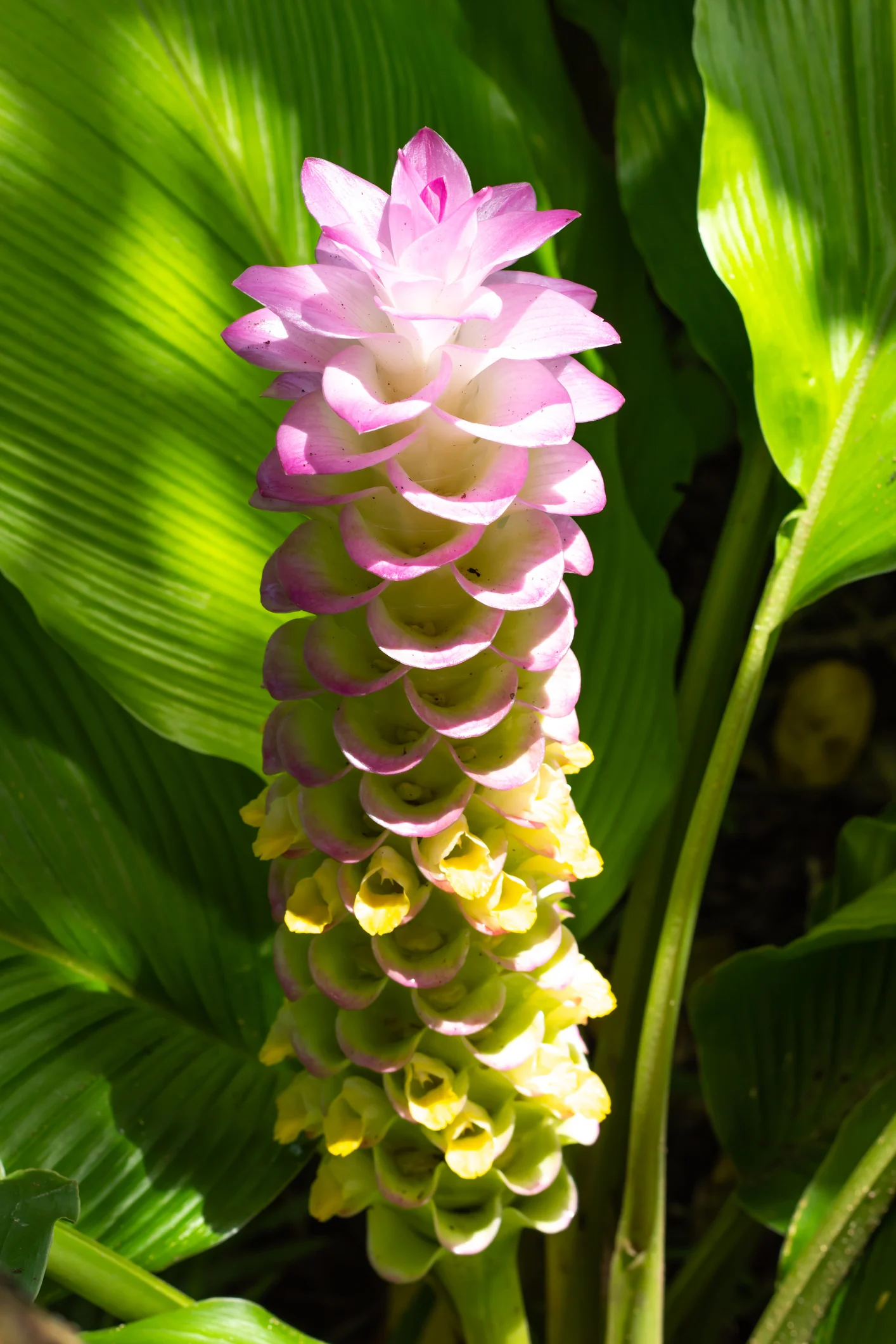 ชวนสายกรีน เบิกบานในม่านฝน ชมเทศกาลทุ่งดอกกระเจียว ชัยภูมิ