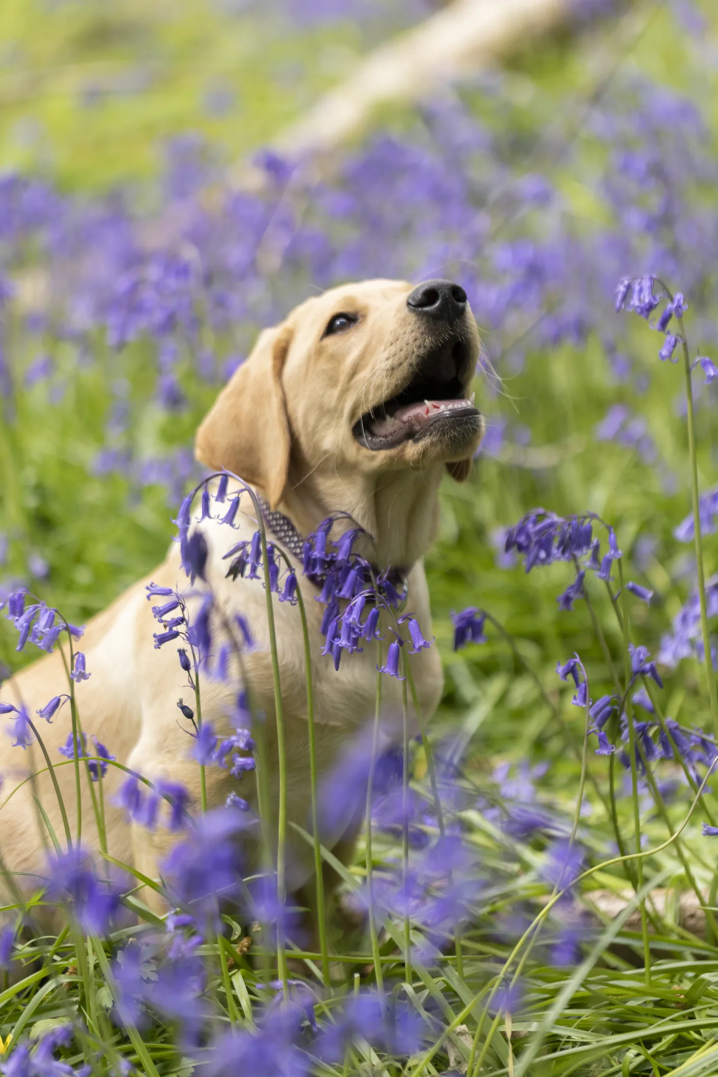 My canine carer can even tell when I'm about to faint 