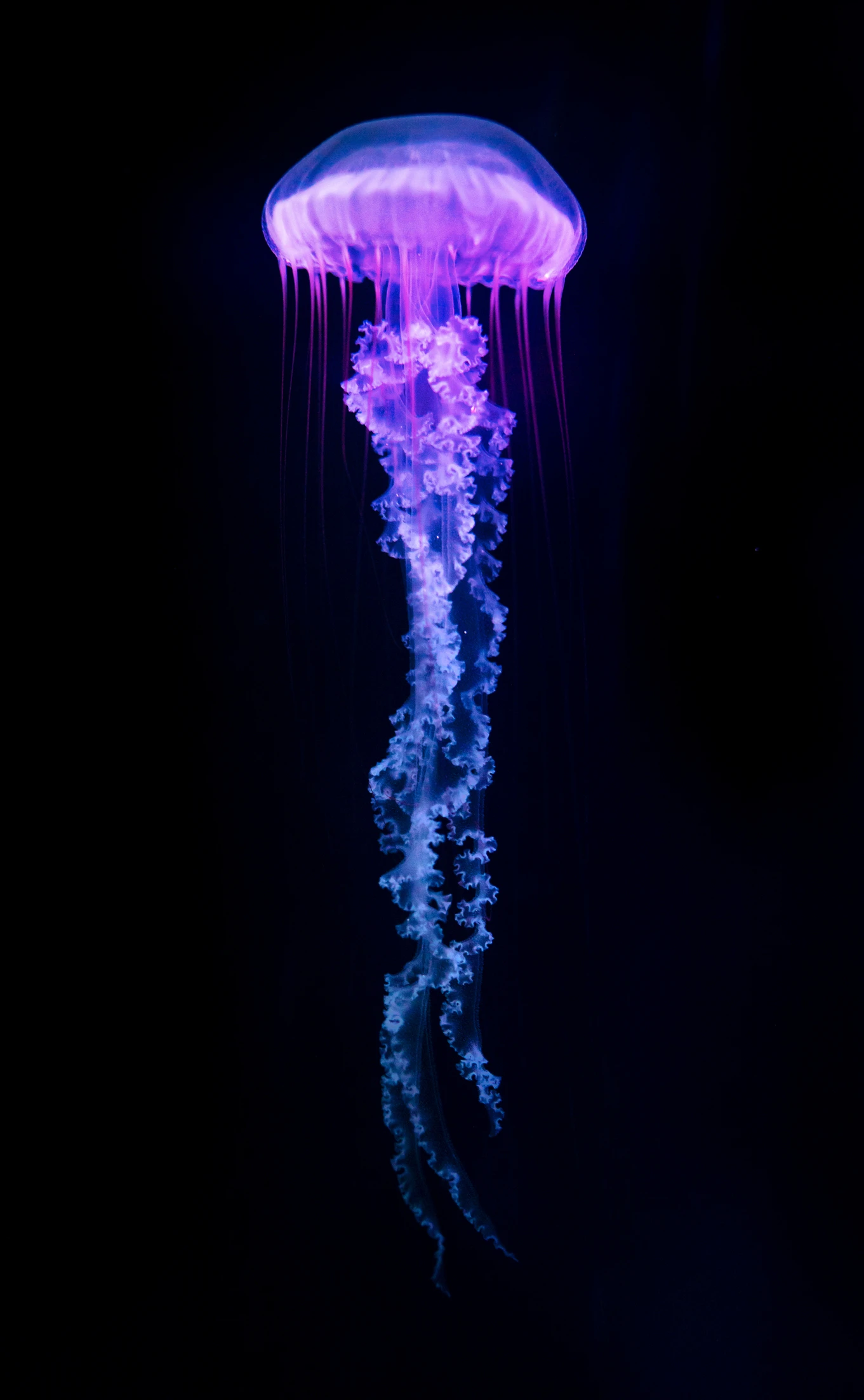 Las medusas atesoran claves del sistema nervioso más ancestral