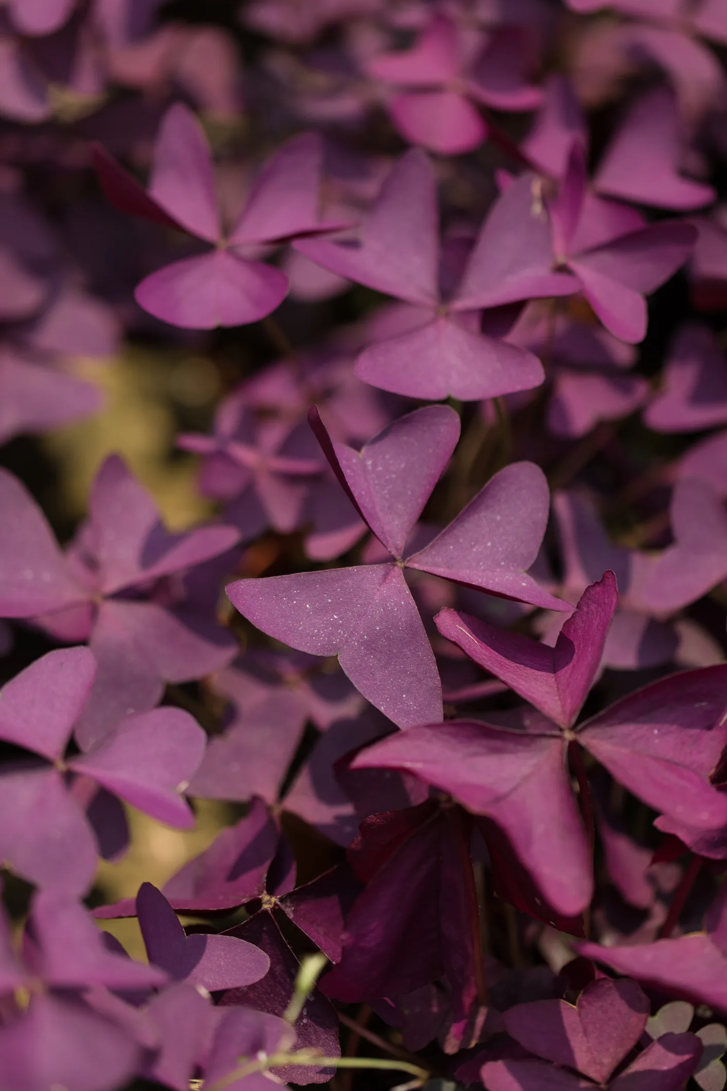 Descubre el trébol morado, la planta clave que atrae la buena fortuna