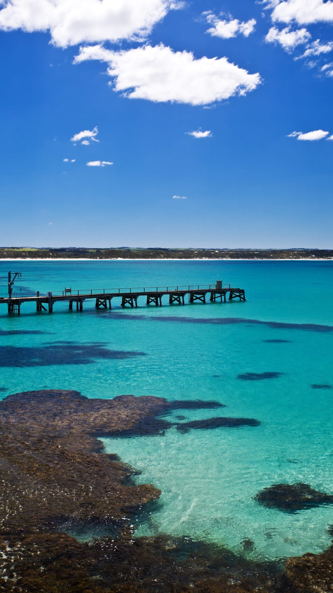 Scientists find two assassin spiders on Australia's Kangaroo Island