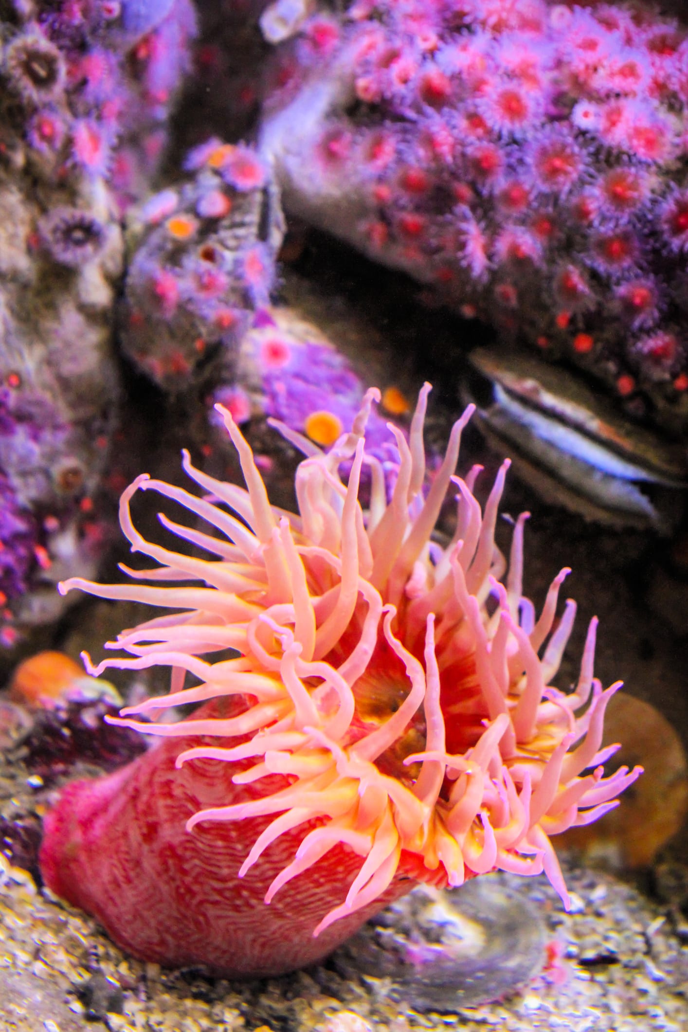 Cosa sono i pomodori di mare e cosa succede se li tocchi?