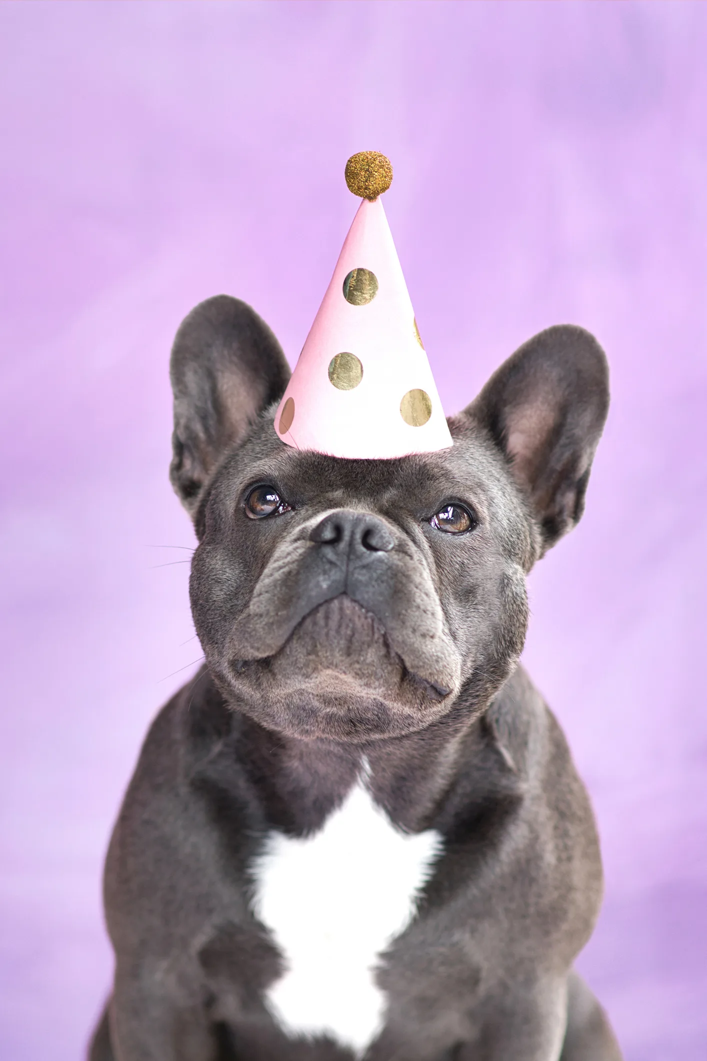 Perritos y gatitos: ¿Qué edad tiene mi mascota en años humanos?