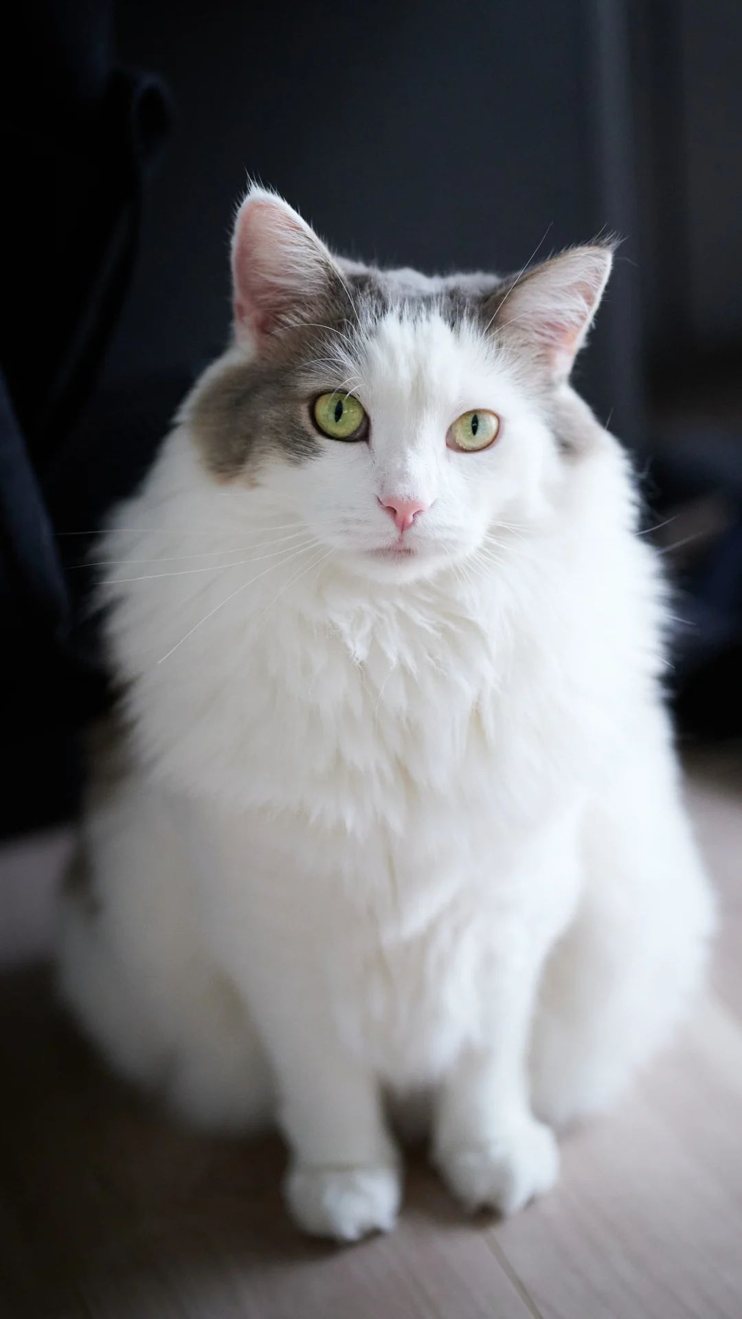 Golden ratio reveals most beautiful cat breed to be Norwegian Forest