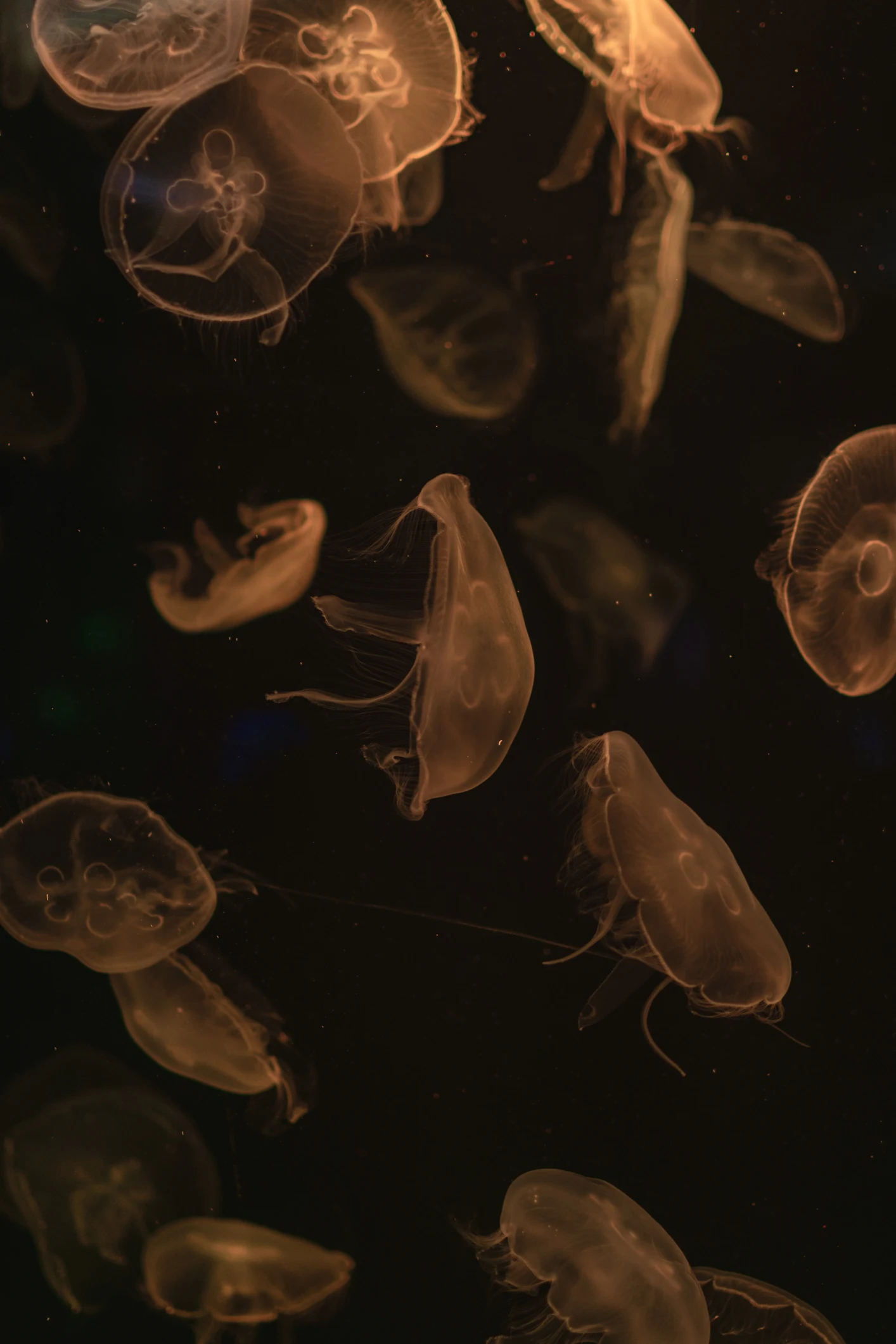 Cameras caught a 'space jellyfish' fly over Georgia. Here’s what it really was.