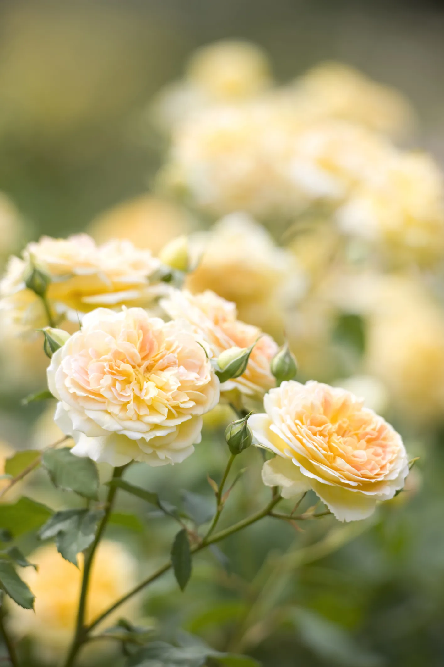 Як змусити троянди цвісти все літо: 5 простих способів