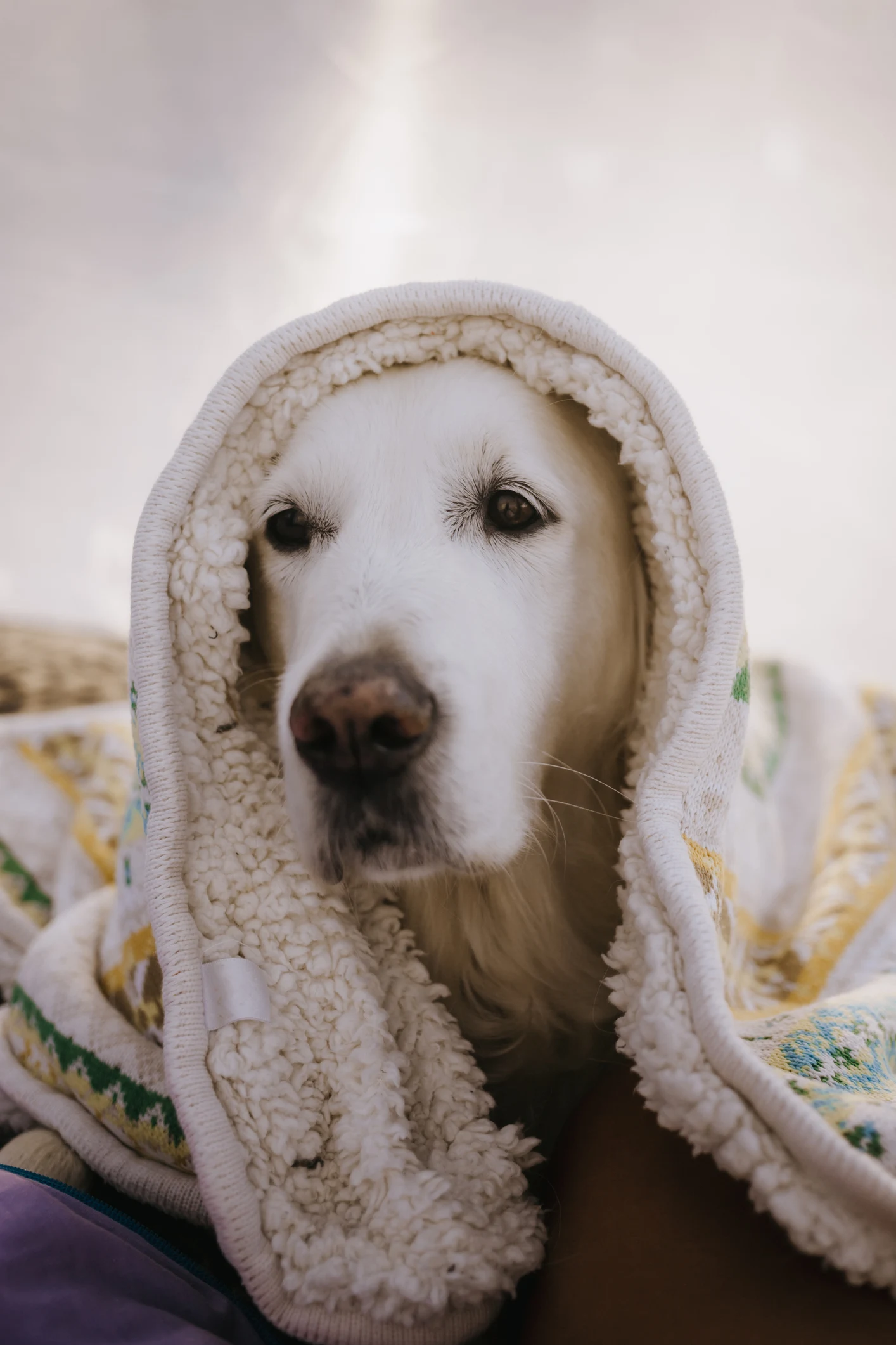 How to keep pets calm in thunderstorms