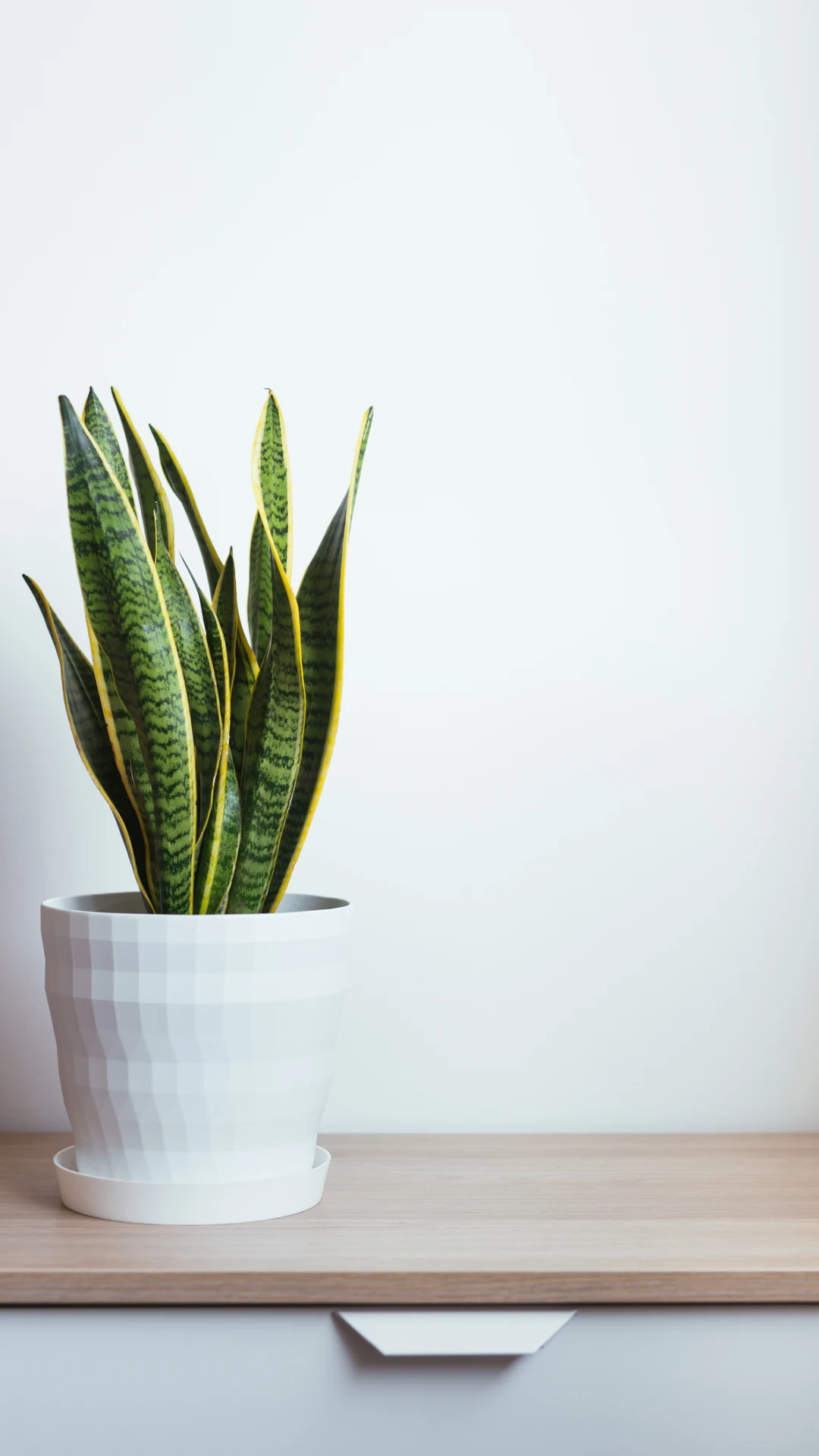 Esta es la razón por la que debes tener una Sansevieria en el cuarto del baño