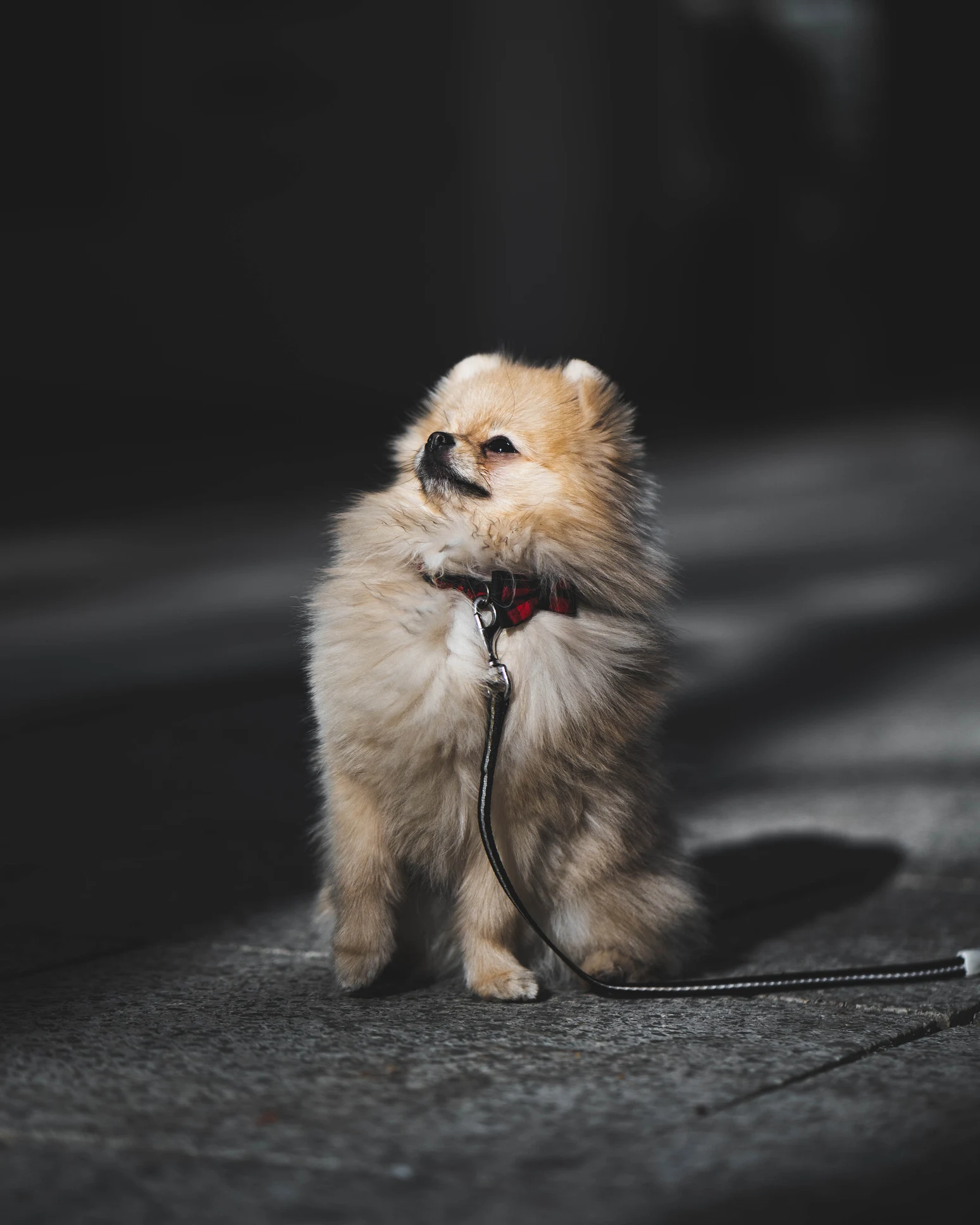 Descubre las 3 razas de perro que ladran menos