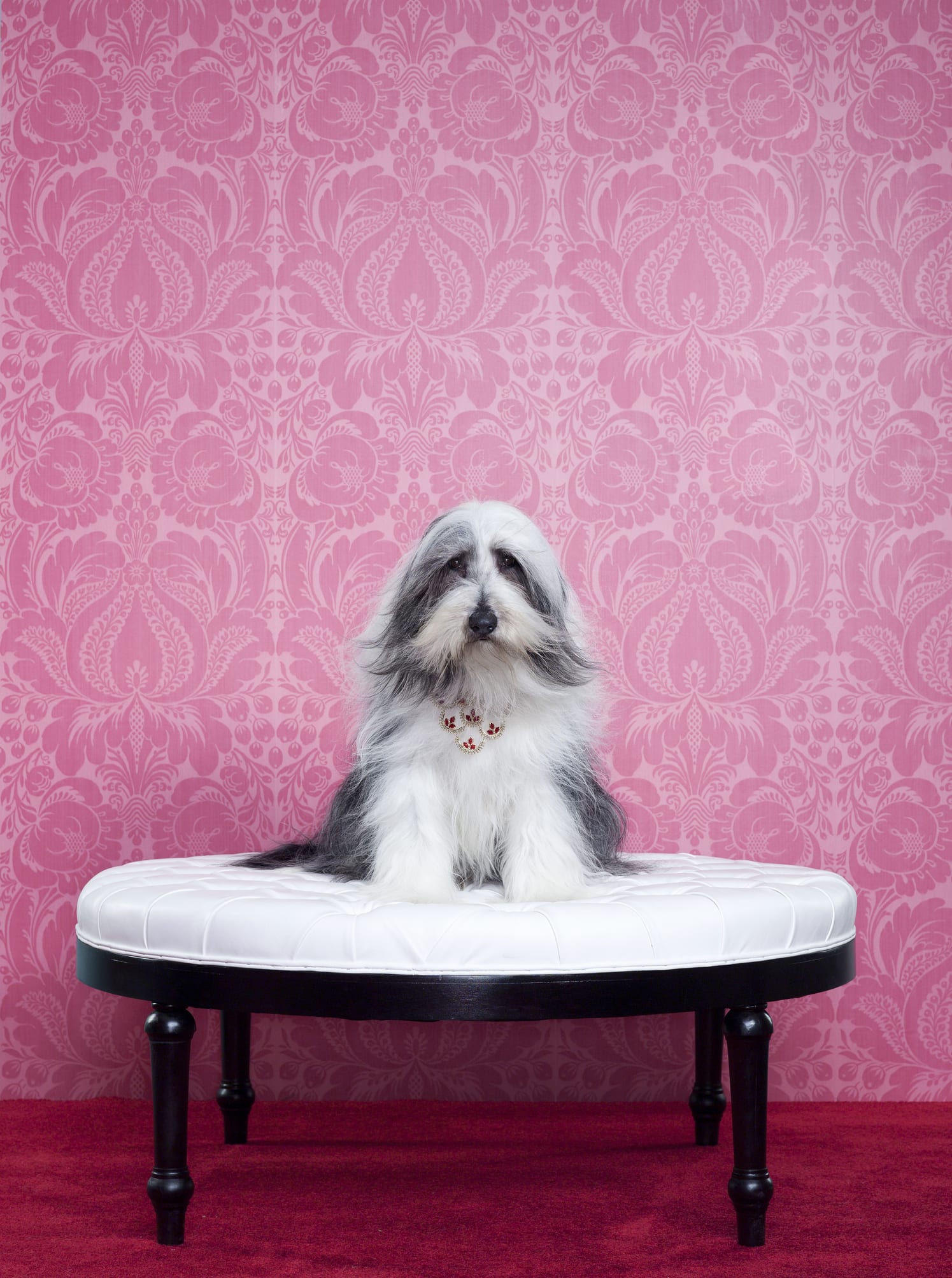 Dogs travel the world with owner on over 70 flights so far!