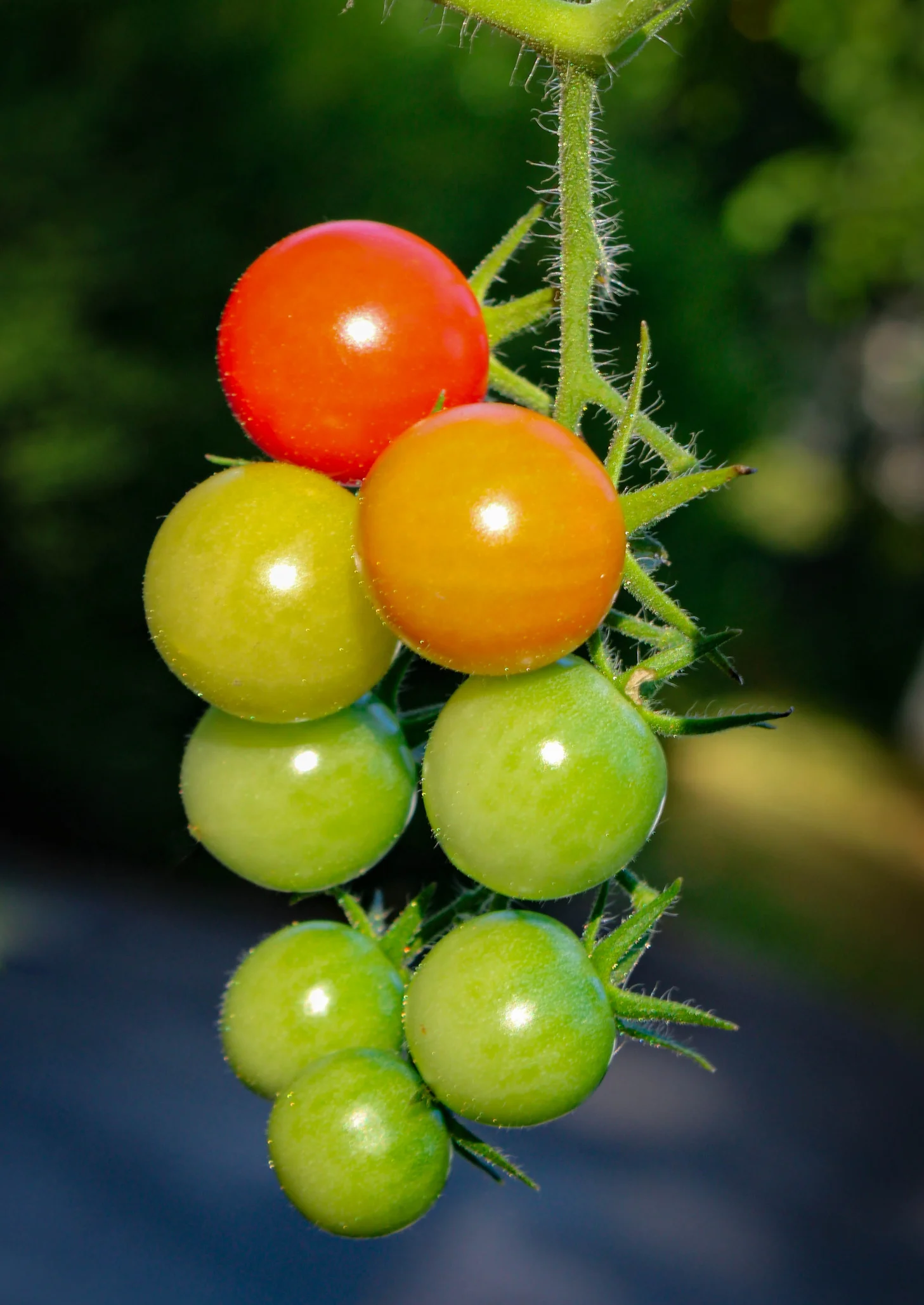 Cómo cultivar tomates en tu casa (incluso si no tienes terraza)