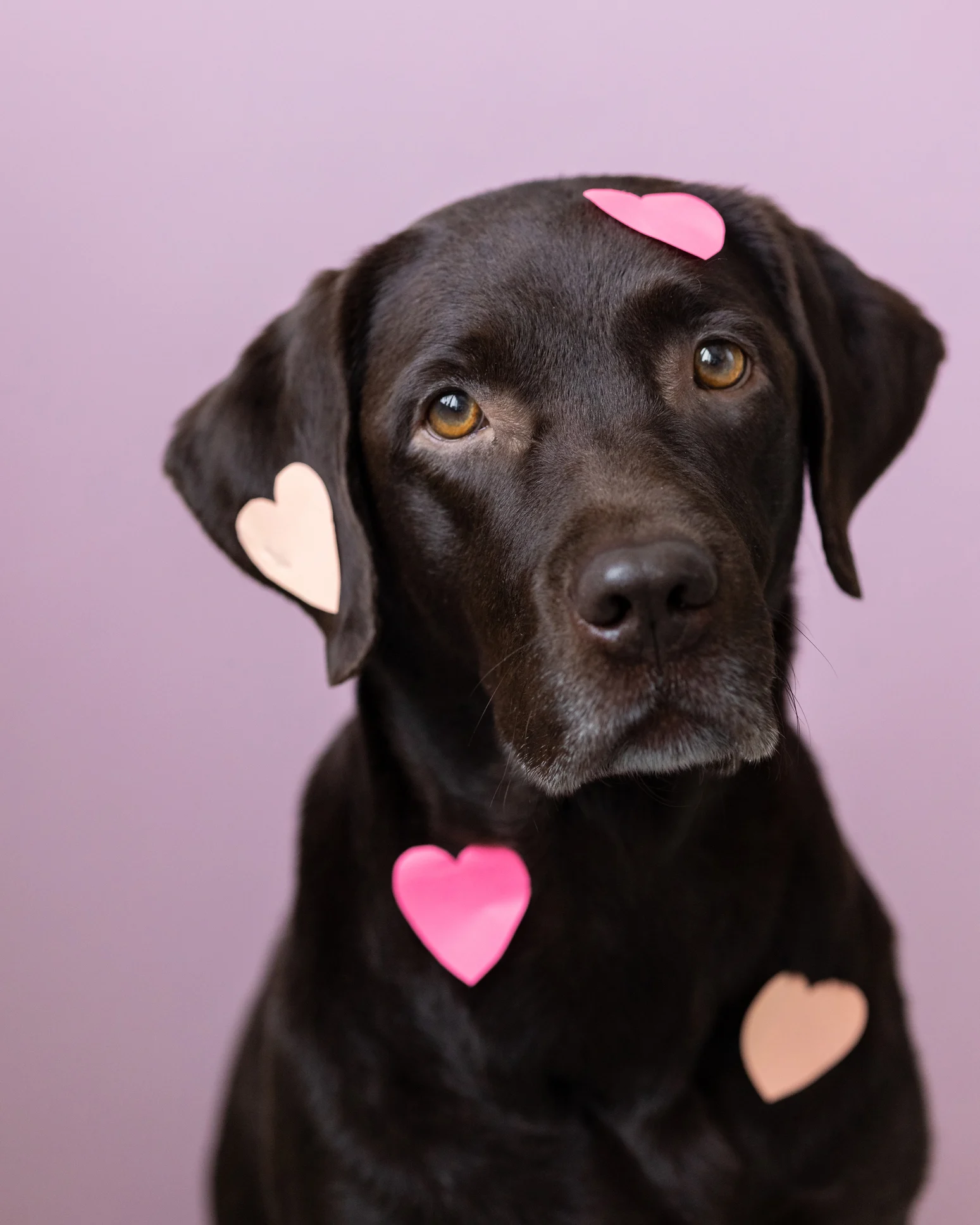 ¿Se le puede dar manzana a nuestro perro?