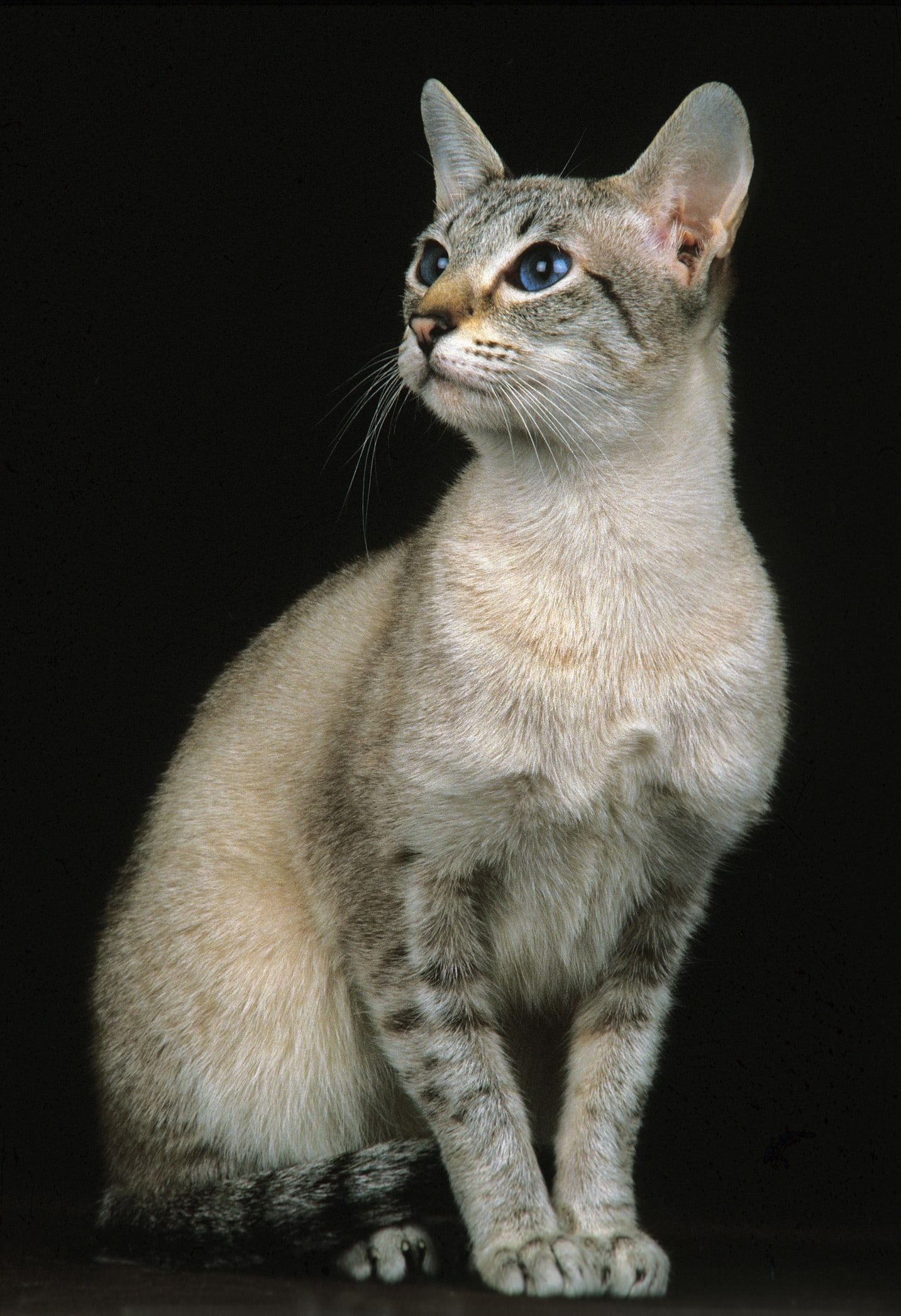 ¿Está tu gato estresado y no te has enterado? Así te envía sus señales