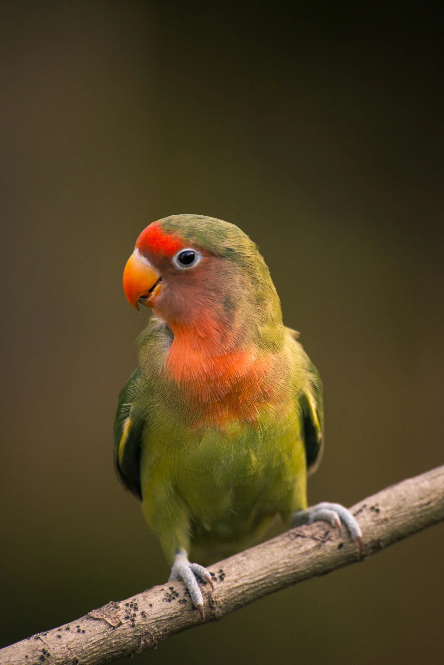 Mantener agapornis felices en casa, un reto más complejo de lo que la mayoría cree