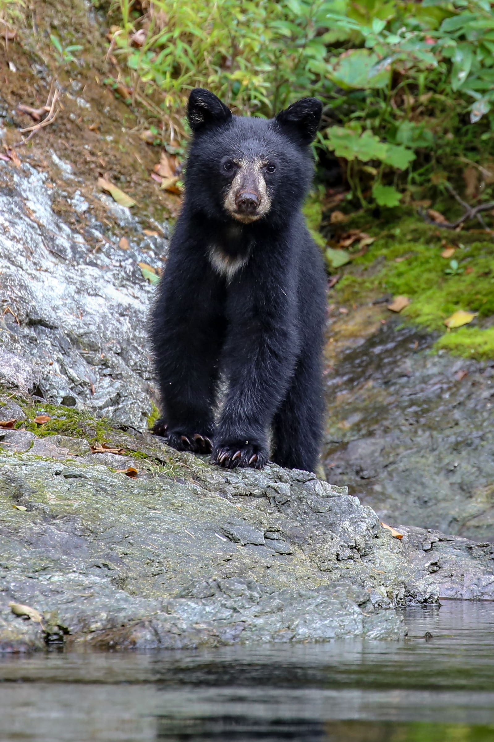 ไขพฤติกรรมแปลก “หมีควาย เกลือกกลิ่น” เปิดคลิปอาการกลิ้งตัวก่อนลงมือกินเหยื่อที่ขโมยมาจากเสือโคร่ง