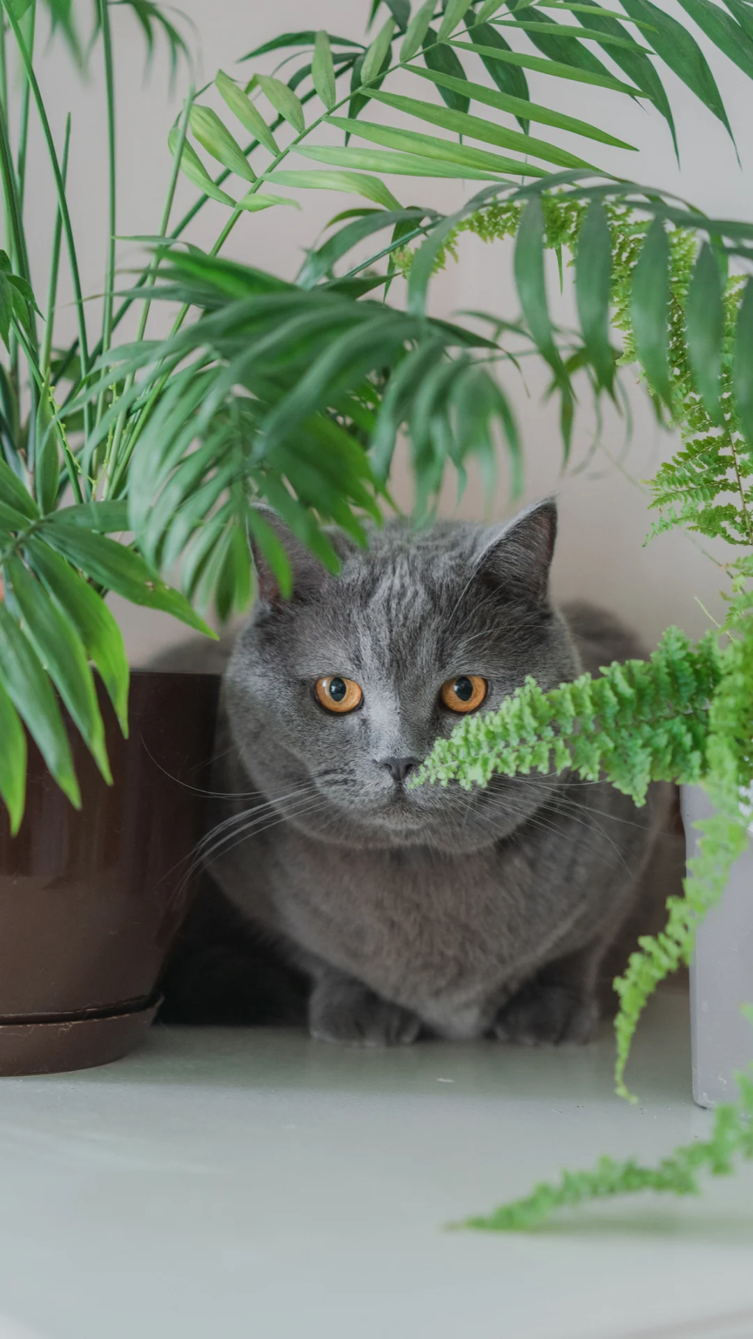 Todas estas plantas podrían ser dañinas para tu gato