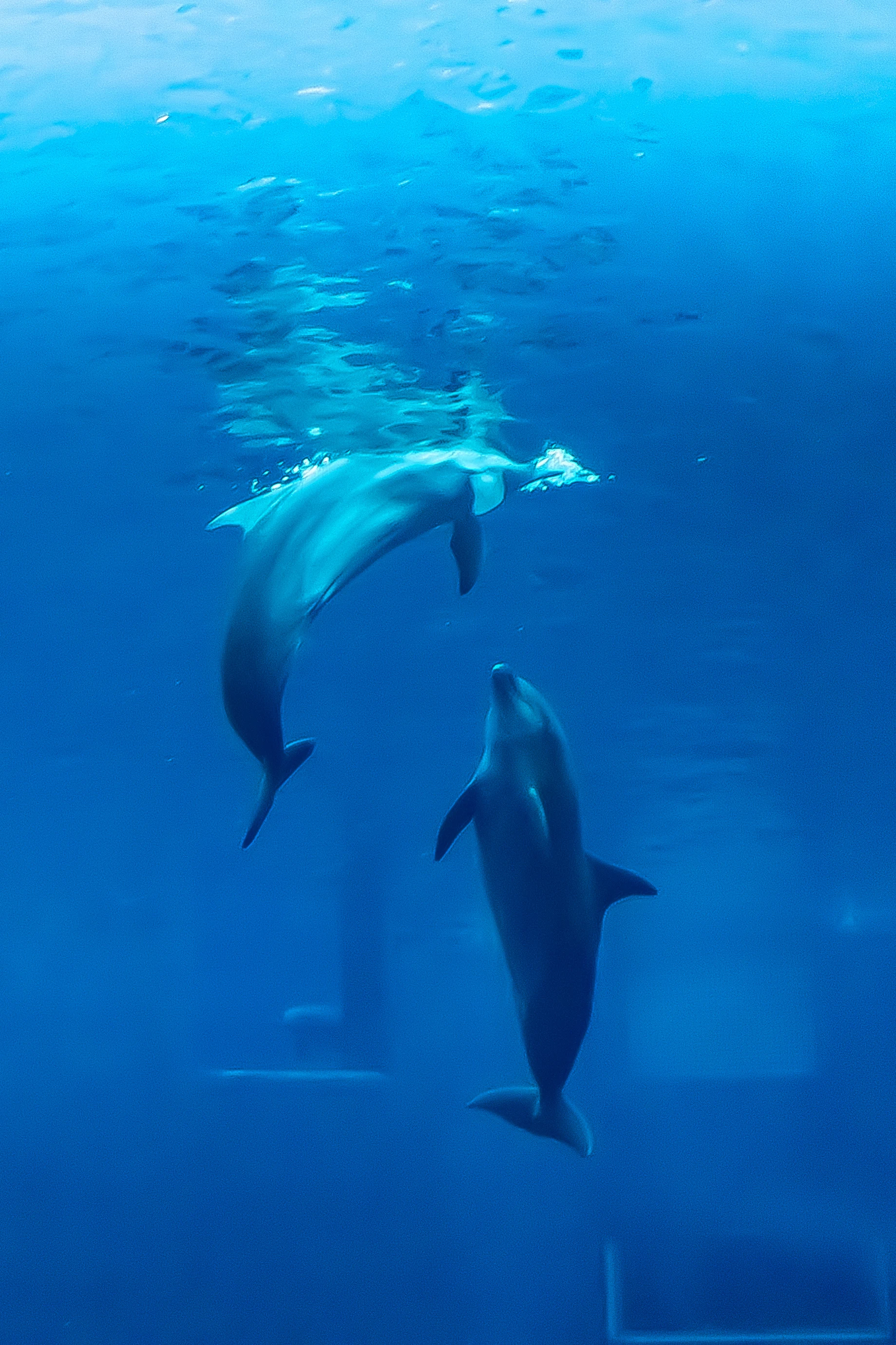 Navigando con i delfini a Ostia: “La loro presenza ci dice che il mare è in buone condizioni”