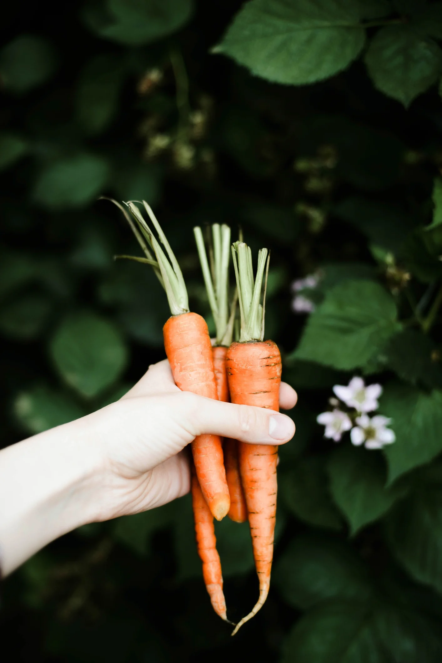 Cómo hacer tu huerto hidropónico casero paso a paso