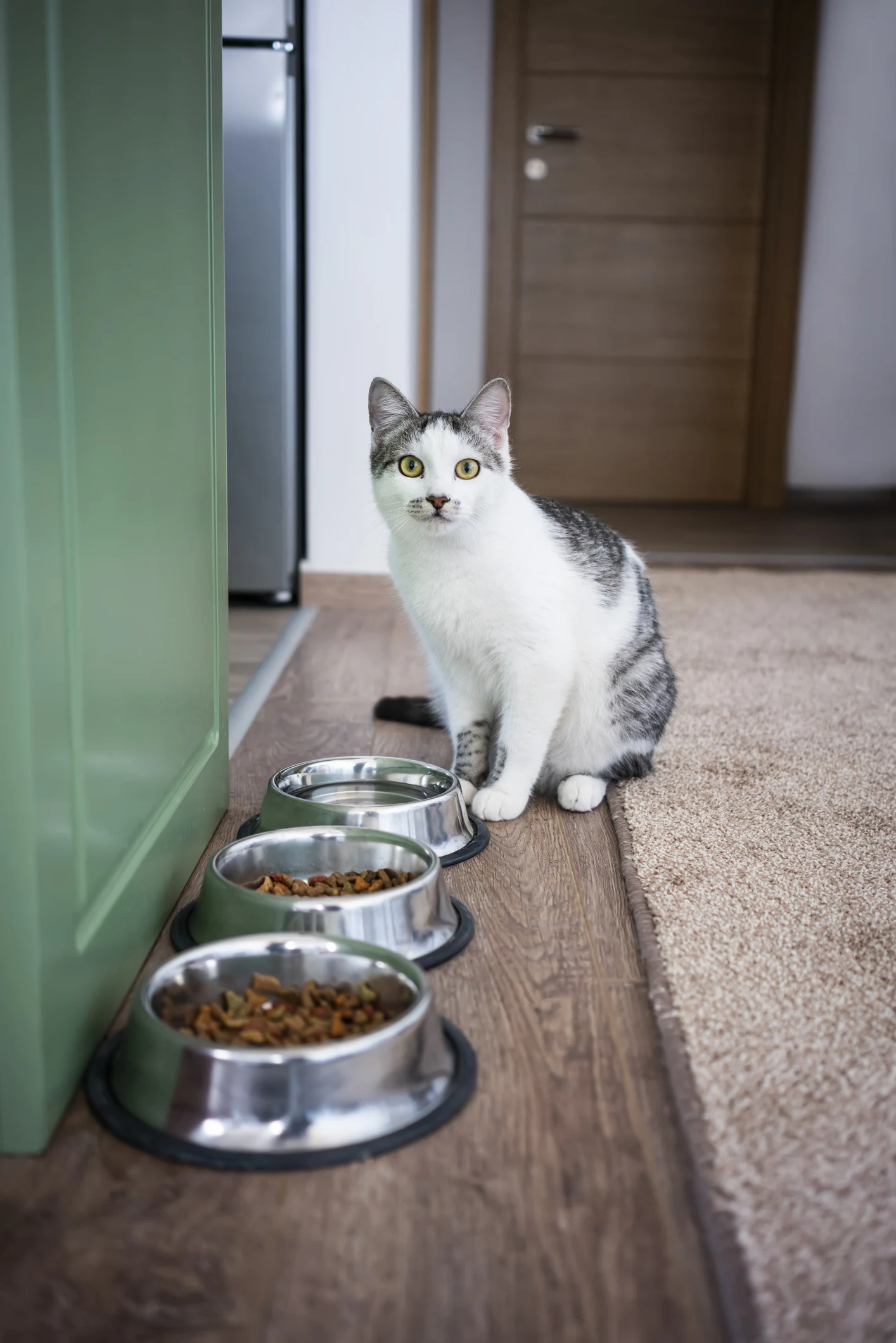 “Sampai terkangkang-kangkang,” Aksi Kucing Bawa Lari Makanan Buat Ramai Terhibur