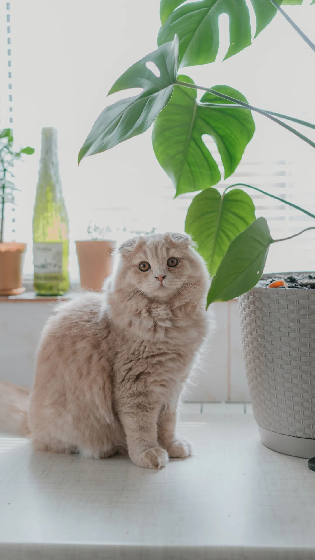 Todas estas plantas podrían ser dañinas para tu gato