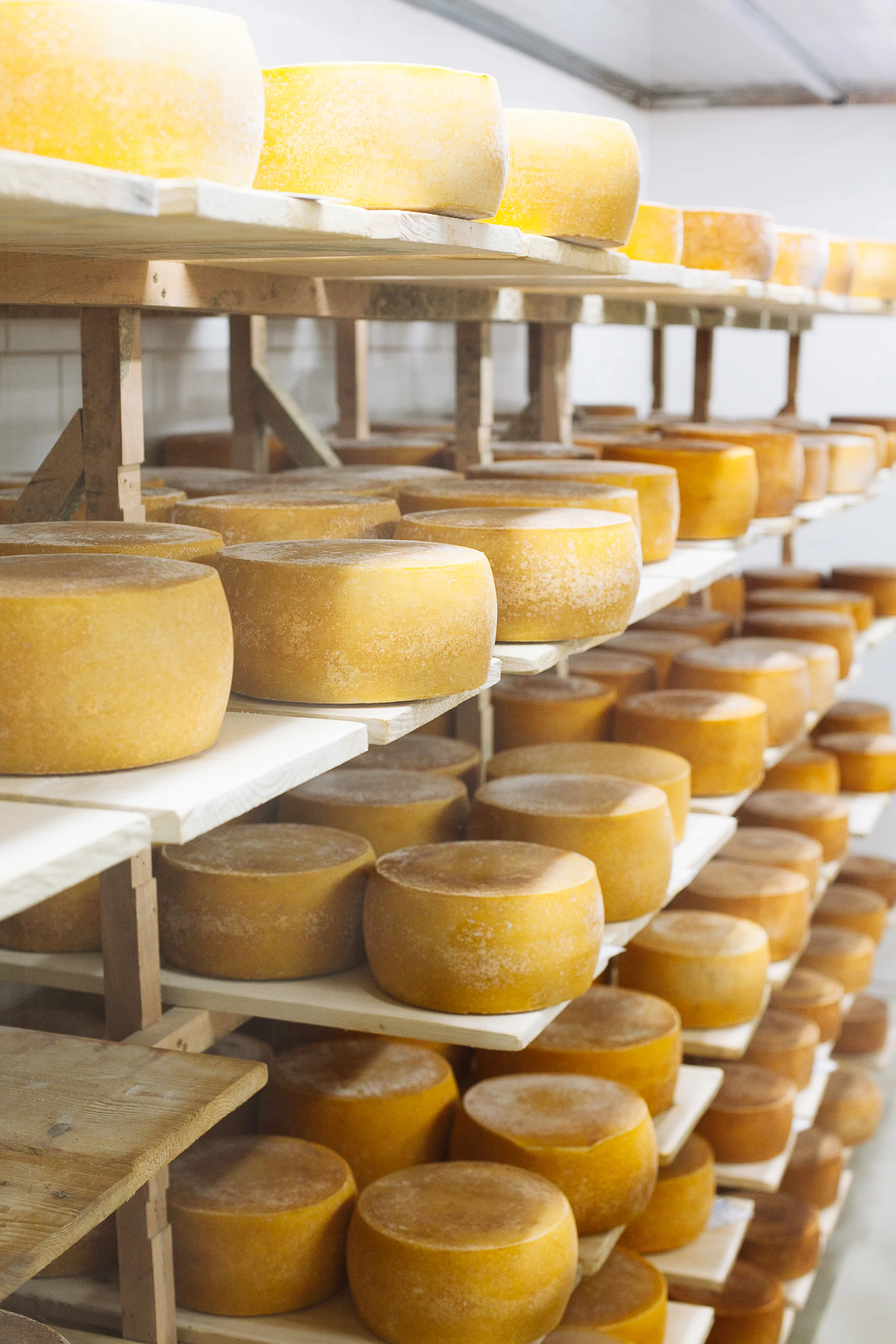 Parmigiano Reggiano | che impatto hanno i batteri al suo interno