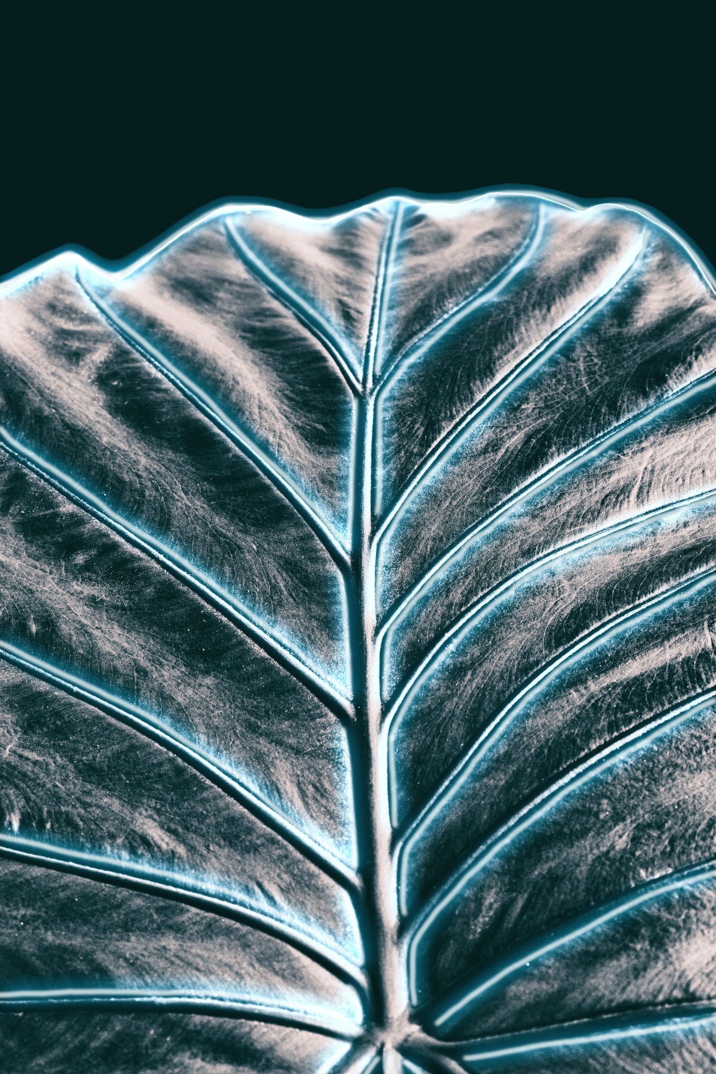 Investigadores criam 'árvore da vida'. Entenda aqui