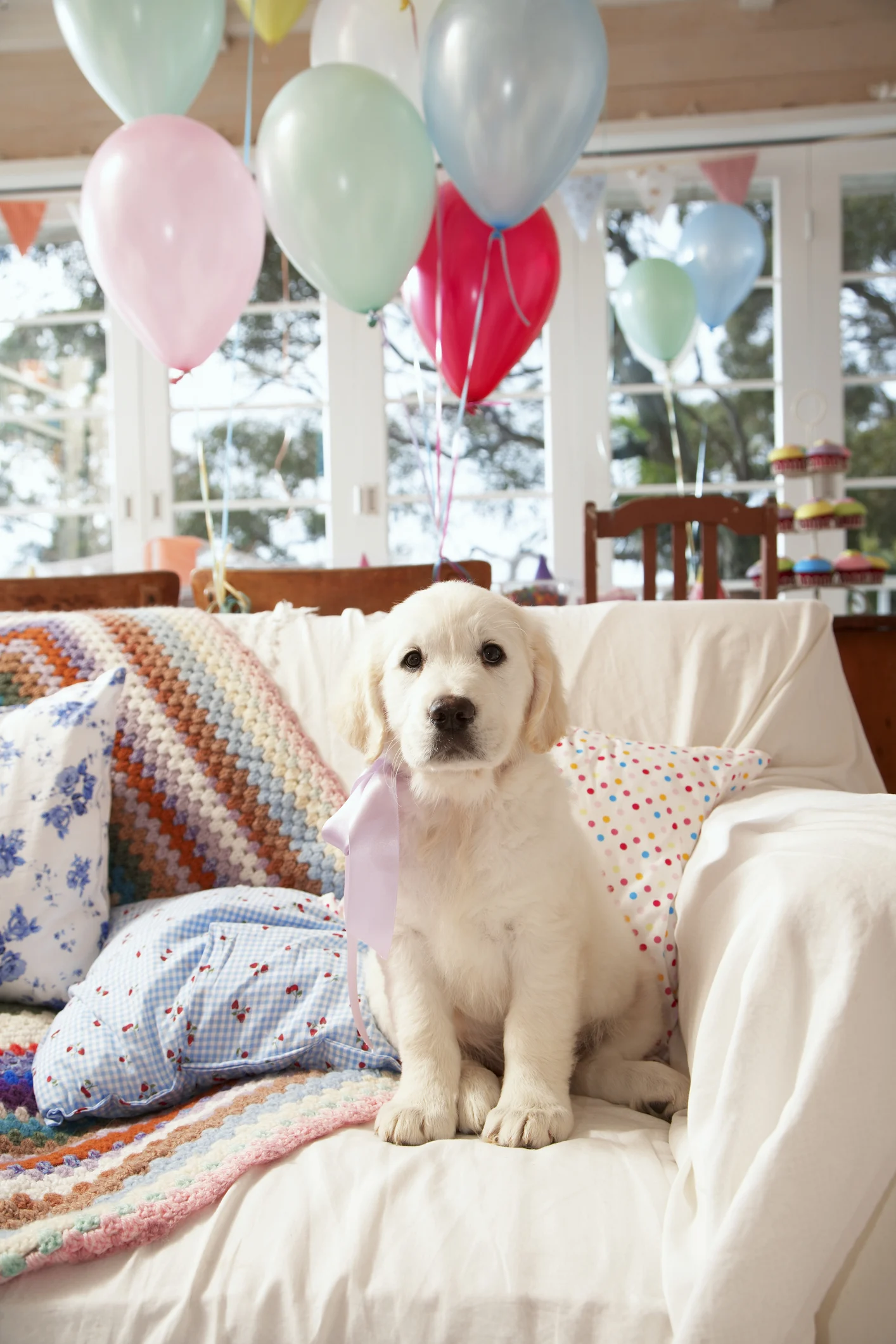 リモートワーク、愛犬が最高の同僚に？