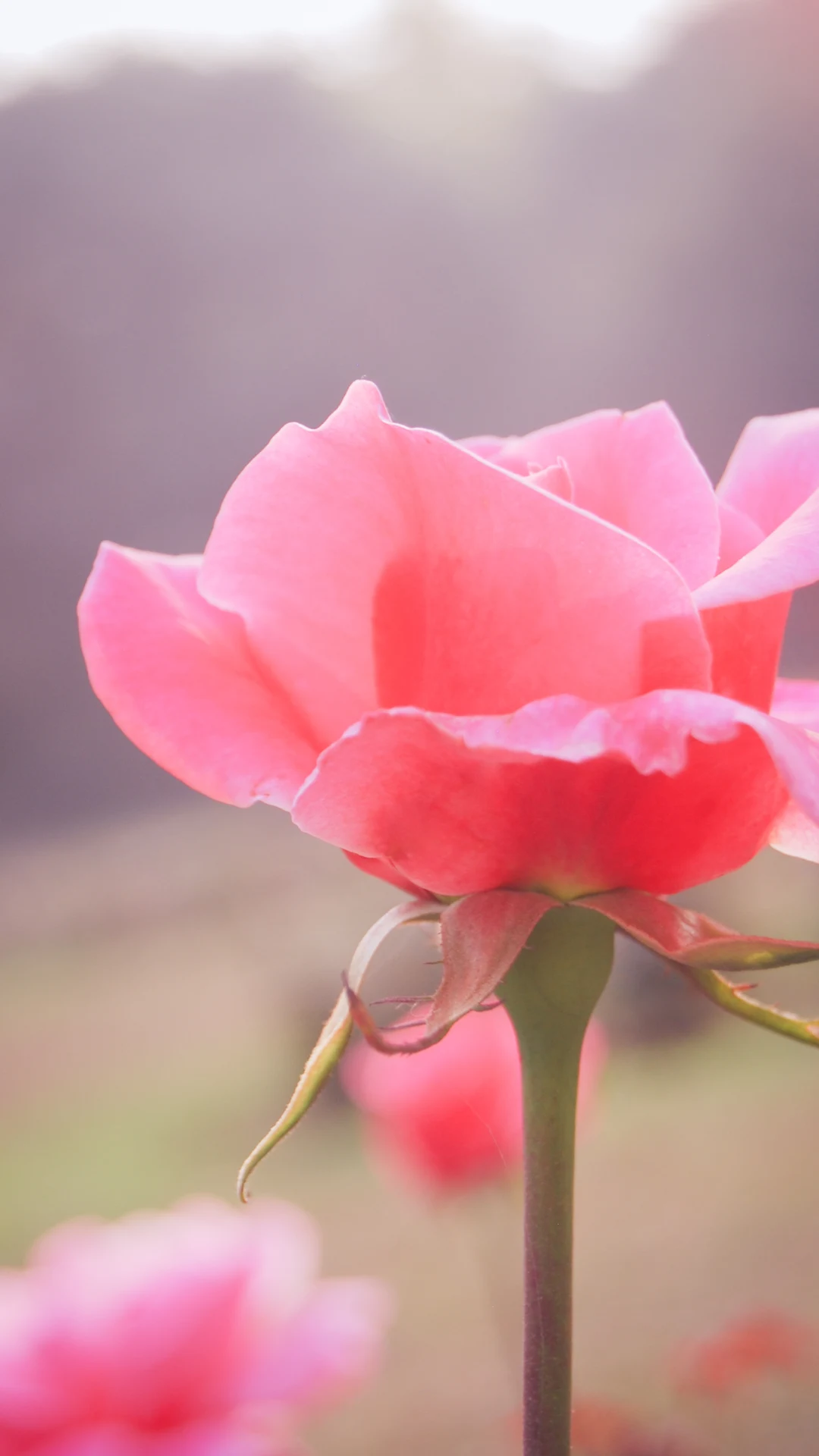 Cómo podar rosales y flores para que tu jardín sea perfecto