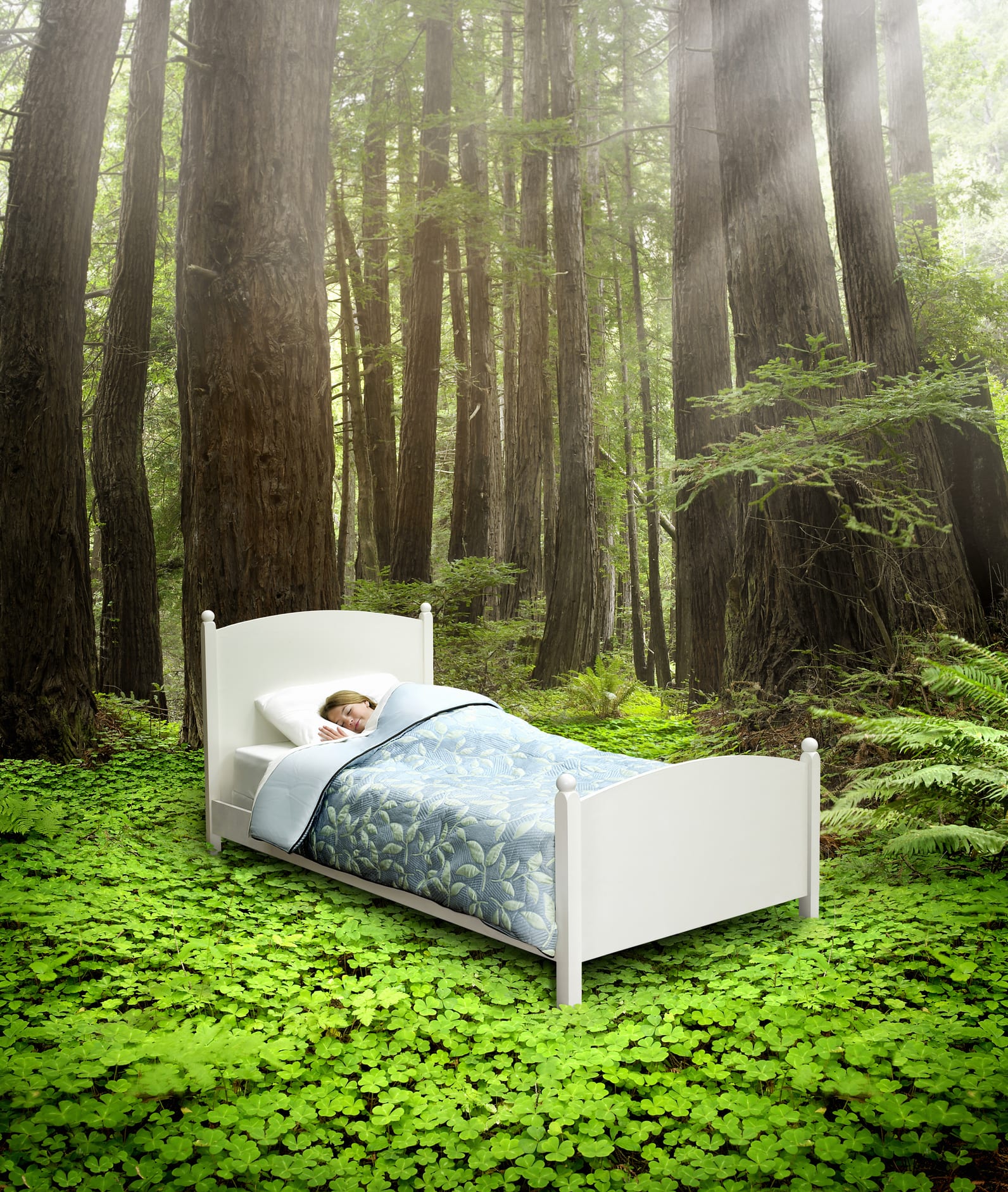 Insónias? Descubra a planta que vai ajudá-lo a dormir melhor