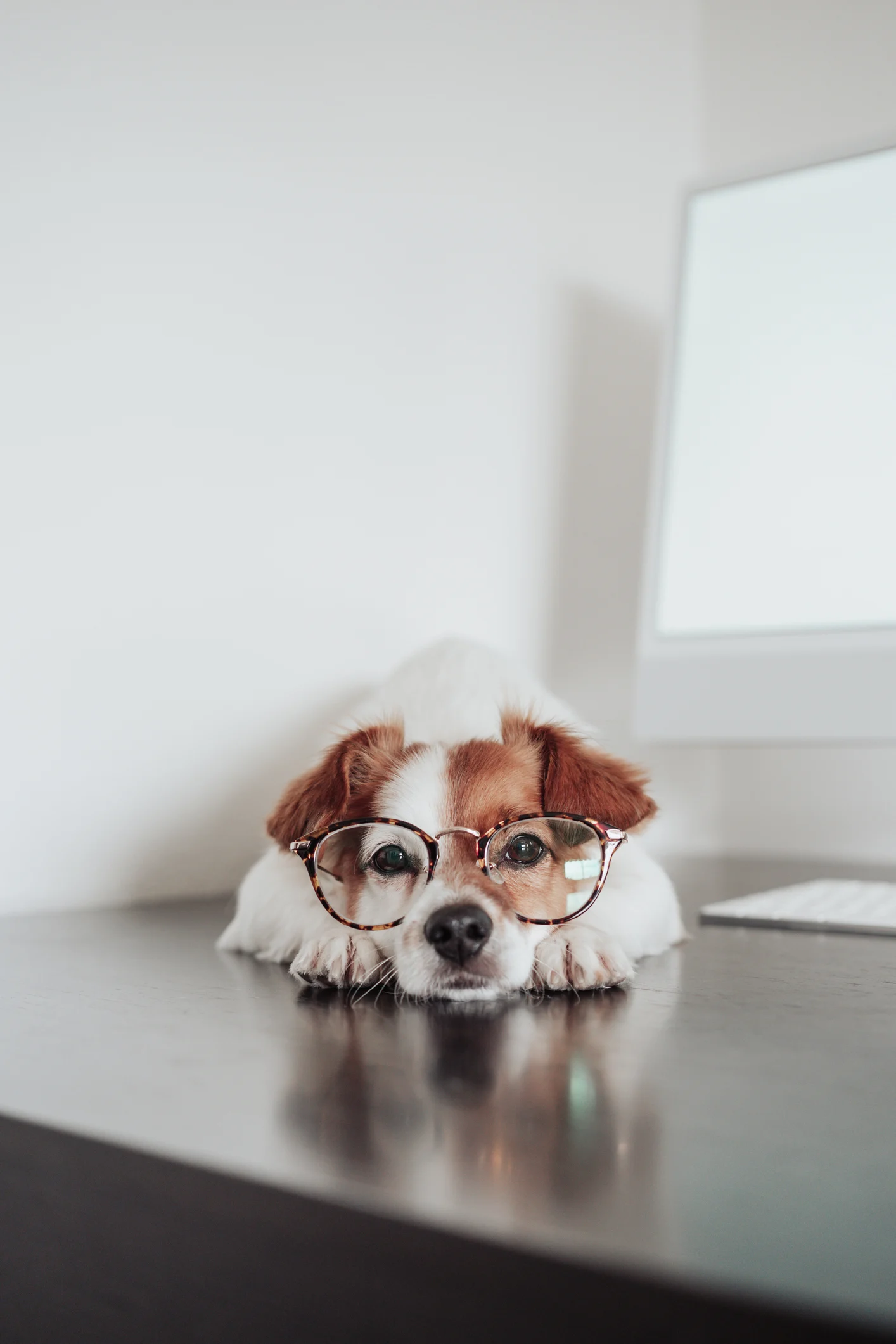 Te sorprenderá, 5 beneficios de llevar un perro a la oficina