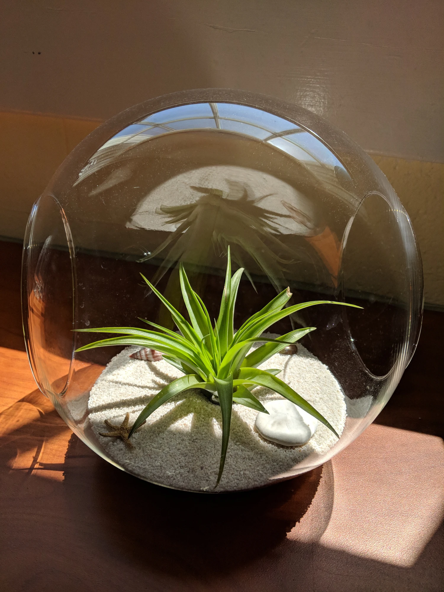 Plantas de aire: todo lo que debes saber para cultivarlas en casa