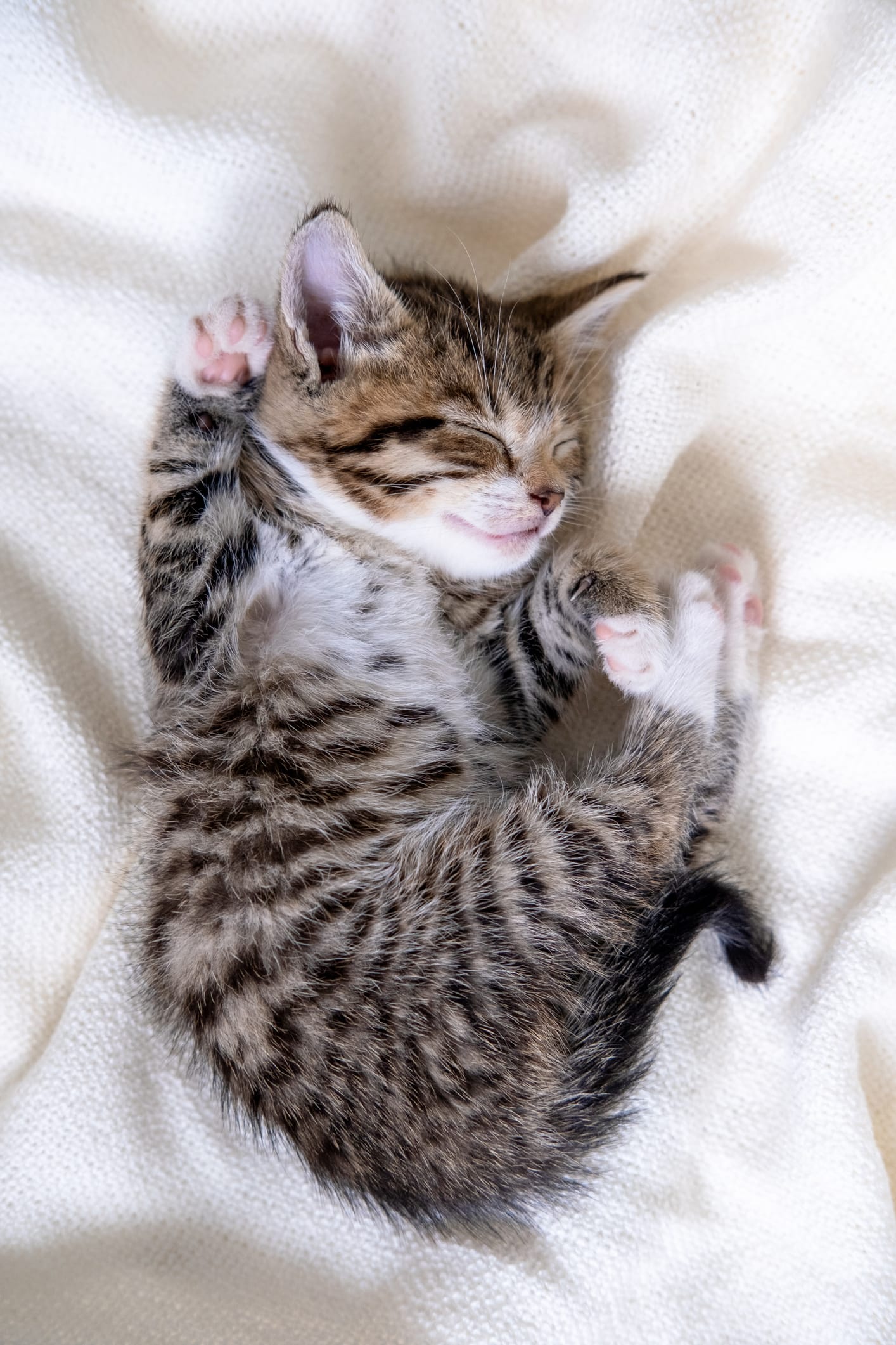 “ネコの宿命”腎臓病研究の宮崎徹教授が手がけた「予防」のための猫フード