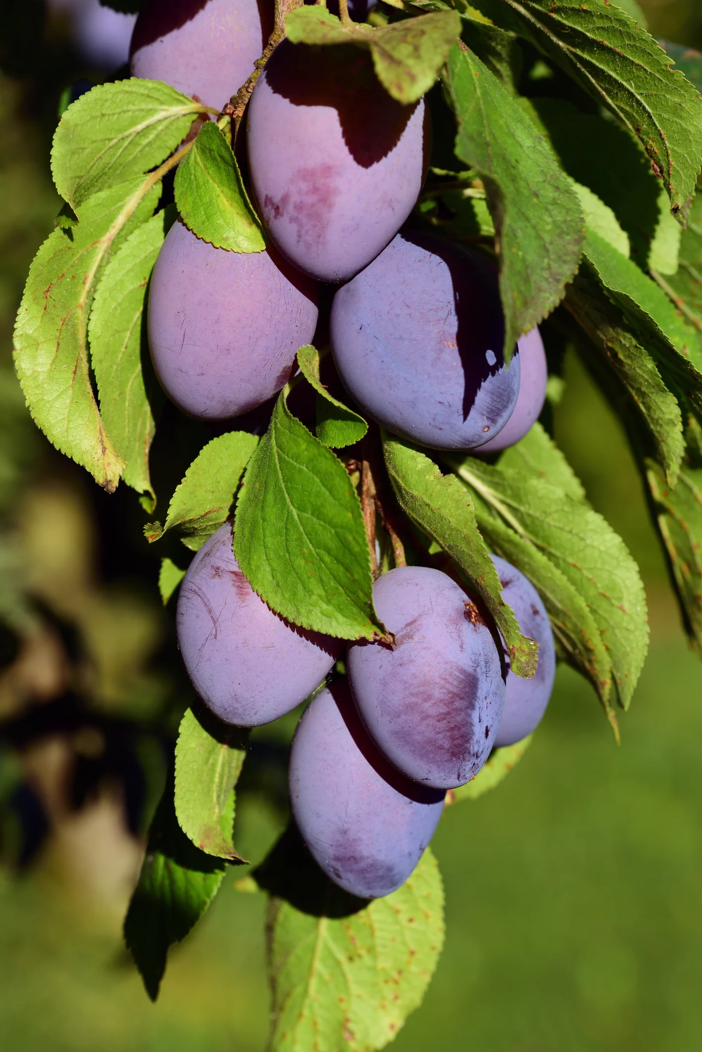 تعرف على أفضل فاكهة للحفاظ على صحة العظام