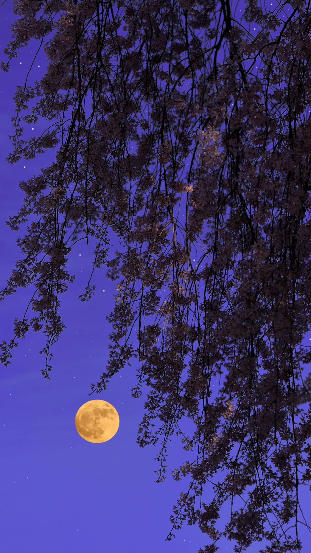 Mondkalender 2022: Wann steht der nächste Vollmond am Himmel?