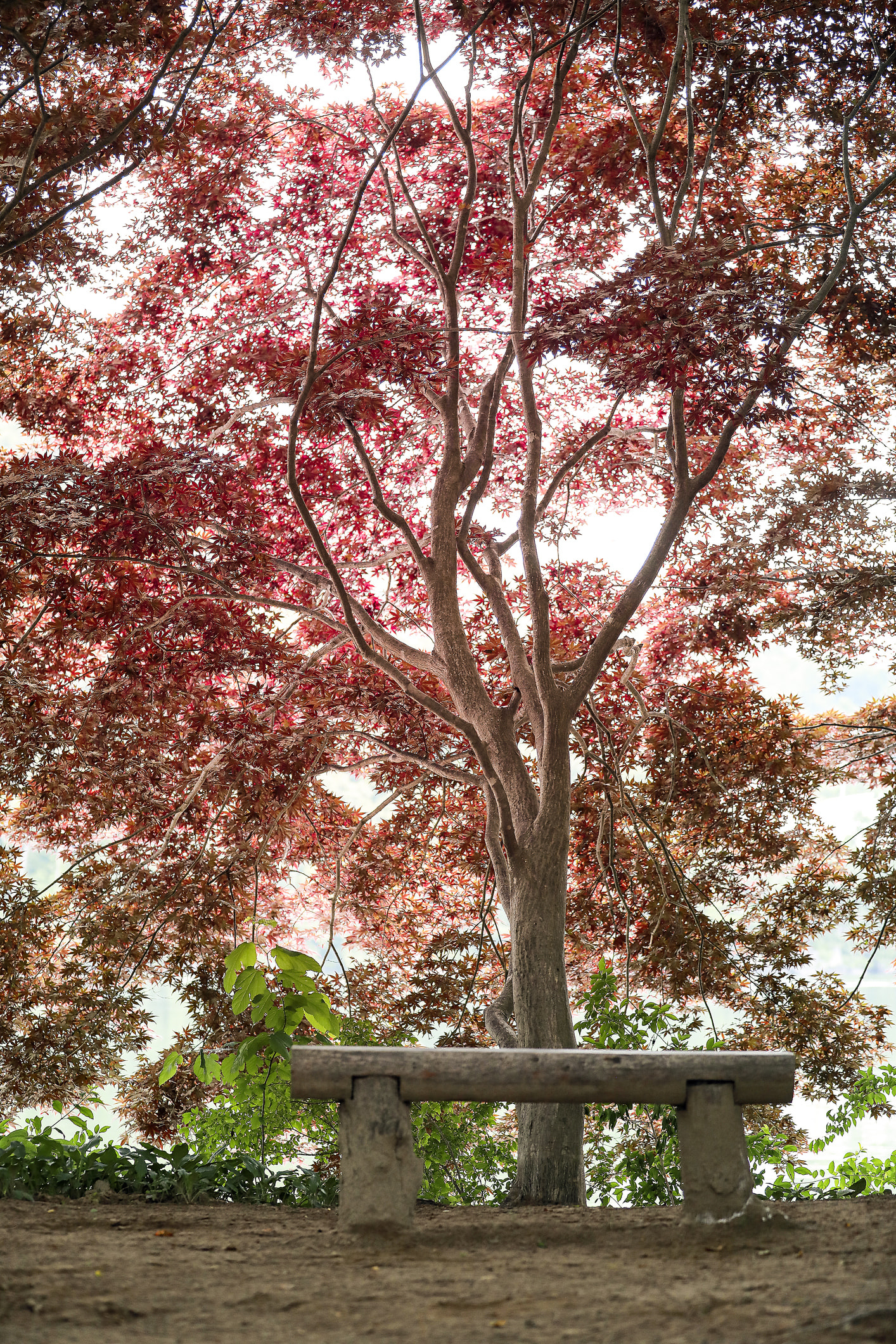 Tranh cãi về thu phí tham quan di sản văn hóa tại Hàn Quốc