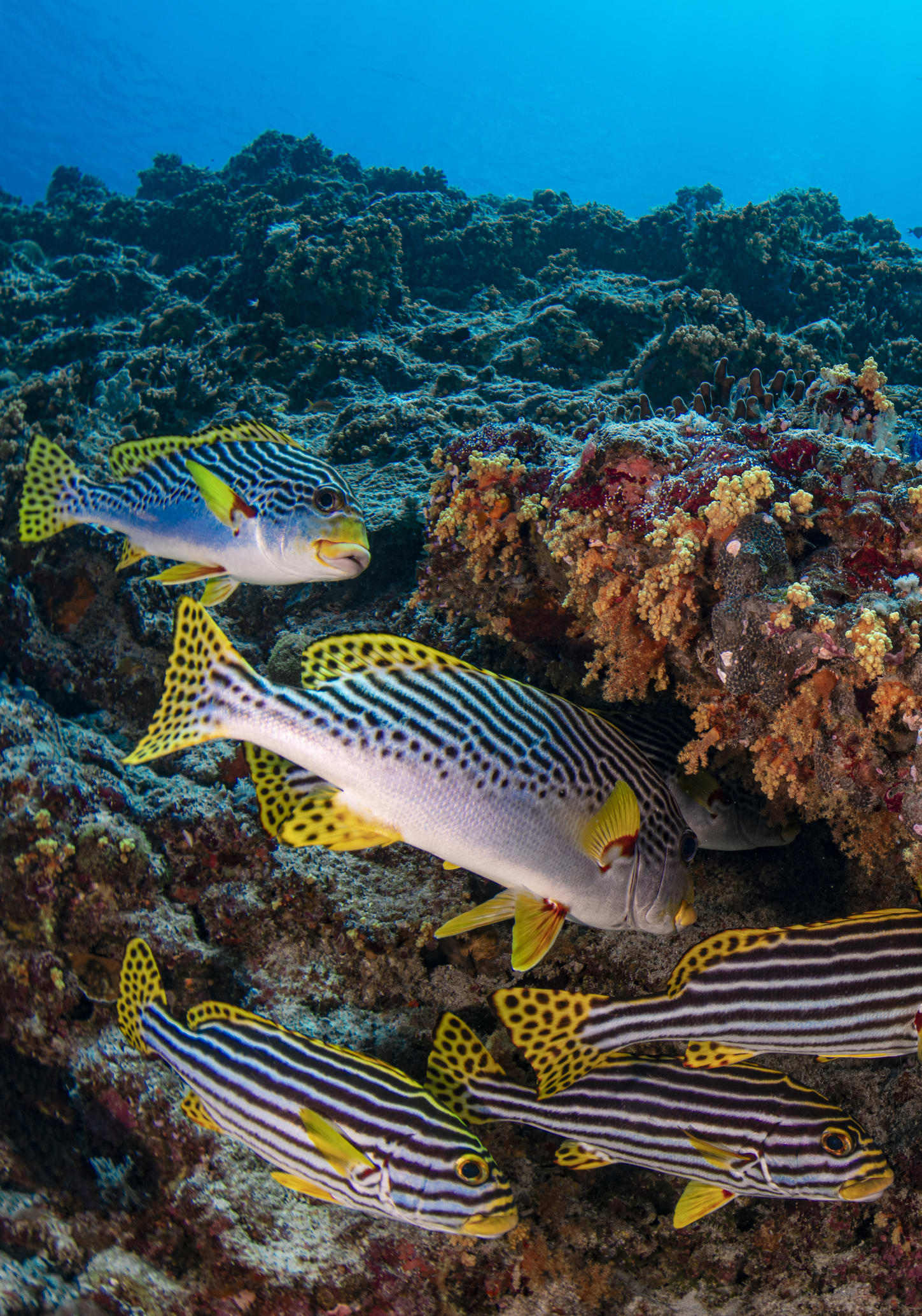 Estudo descobre que os peixes falam (ou quase isso)