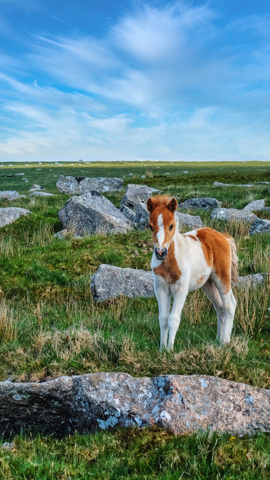 Tiny horse abandoned by mum moves indoors and makes three doggy friends