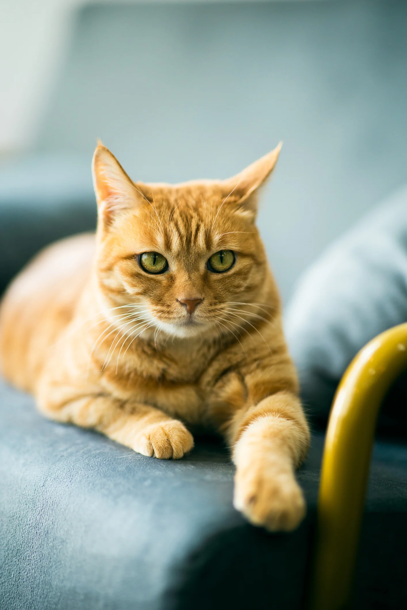 บ้าน ไอซ์ซึ โลกคู่ขนานที่บรรจบกันของคนกับแมว