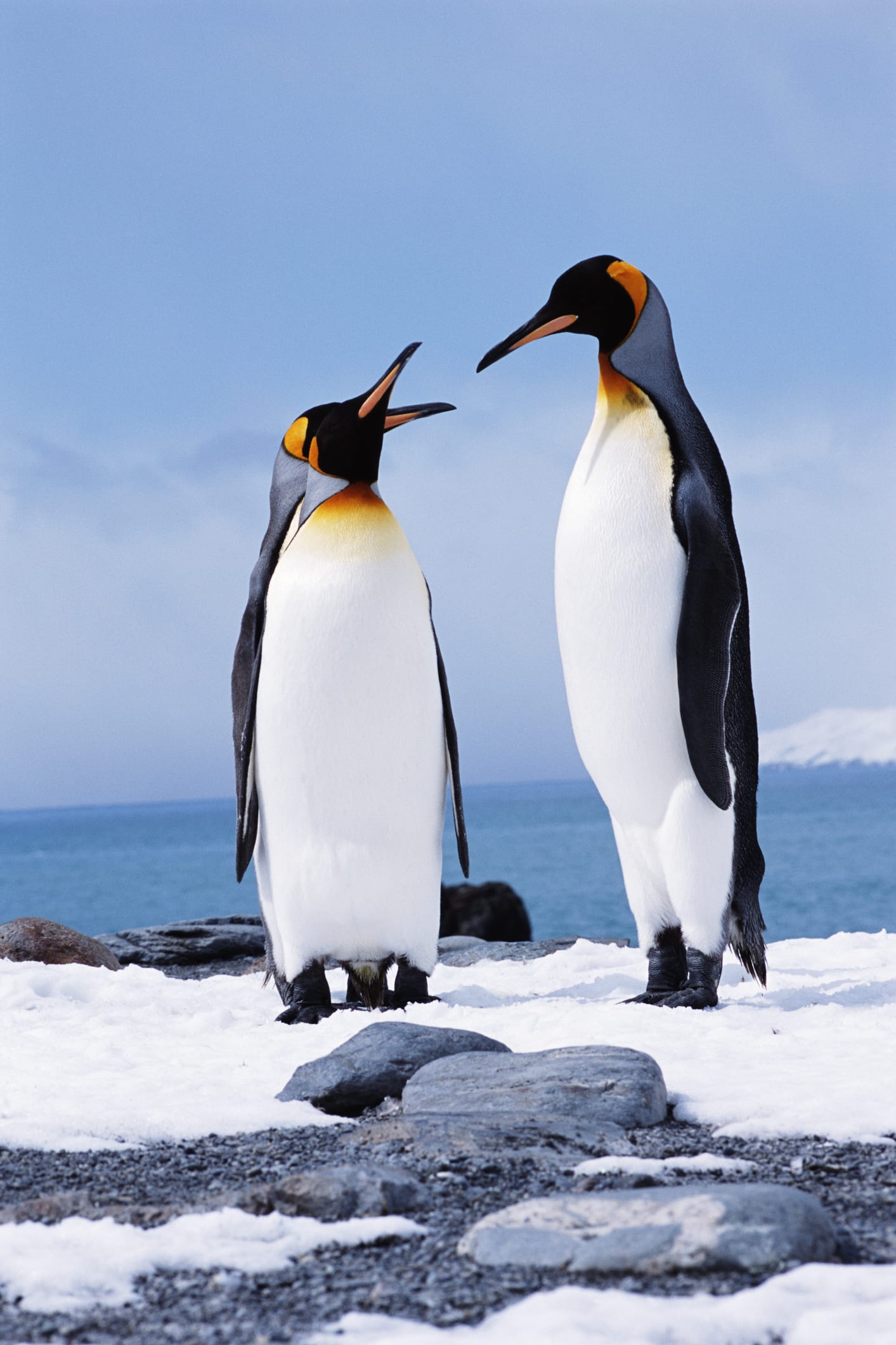 Une étude confirme la fonte exceptionnelle de la banquise antarctique en 2022